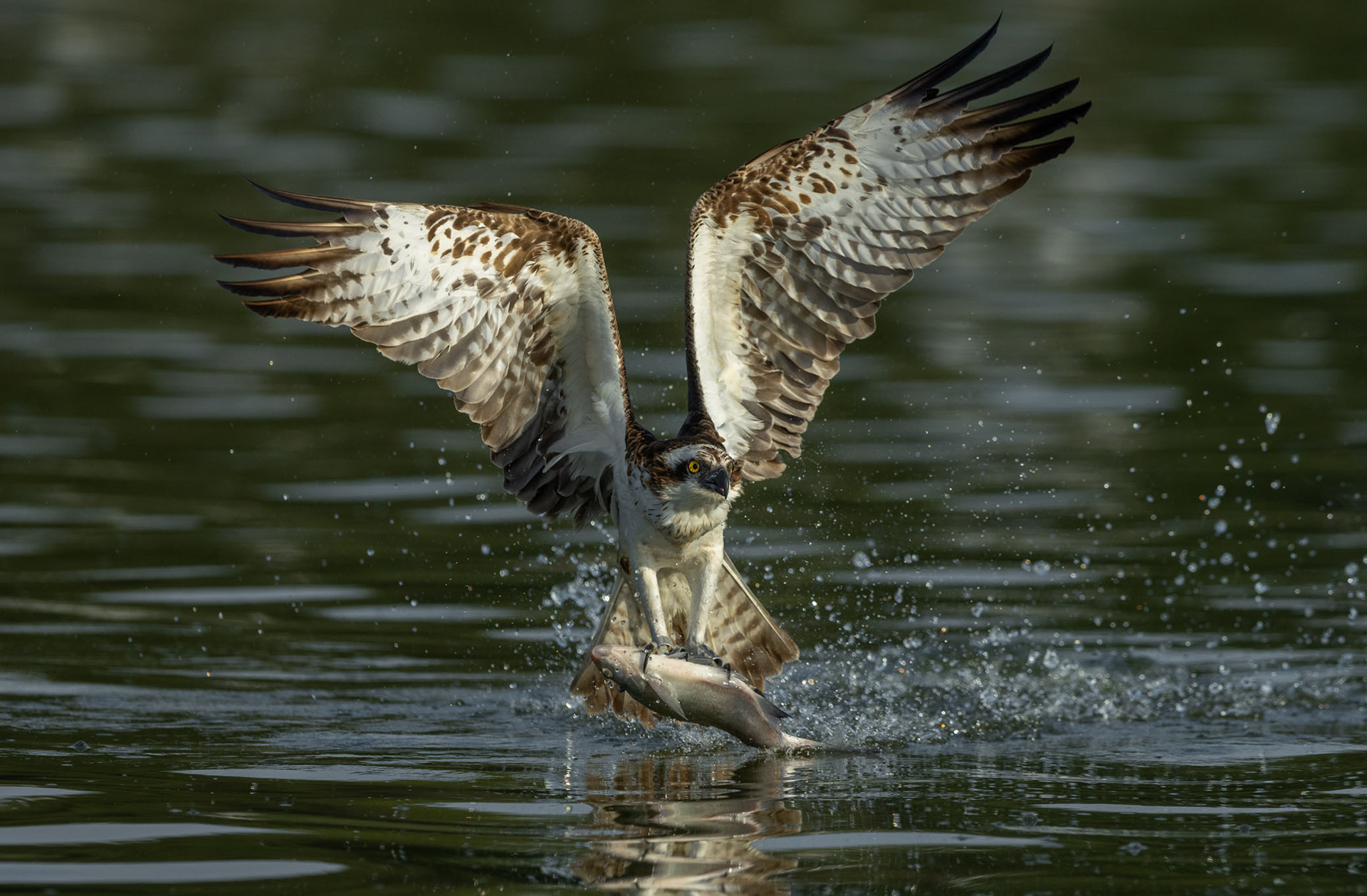 Osprey [Pandion haliaetus]