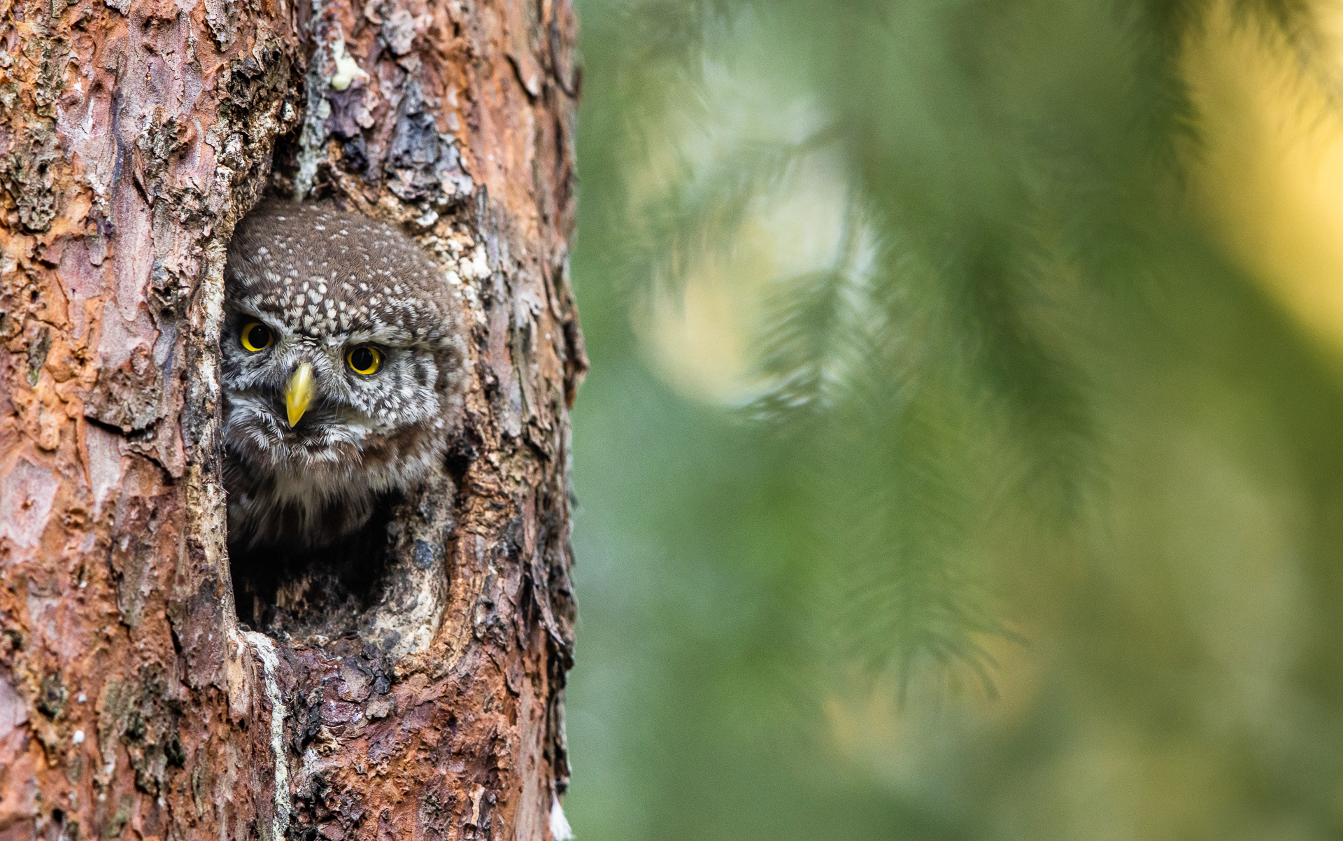Pygmy owl
