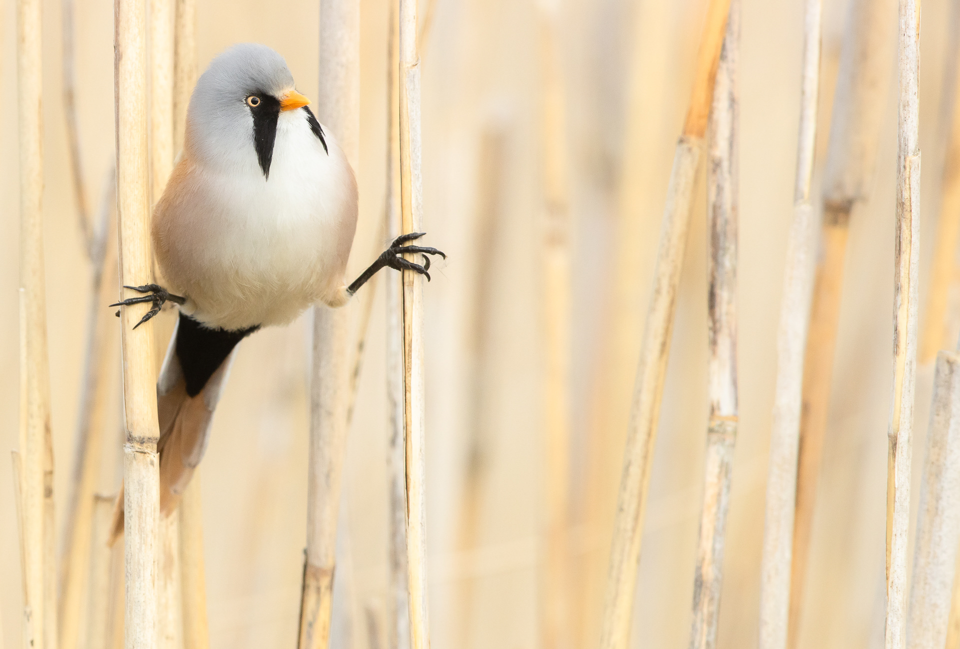 Bearded tit