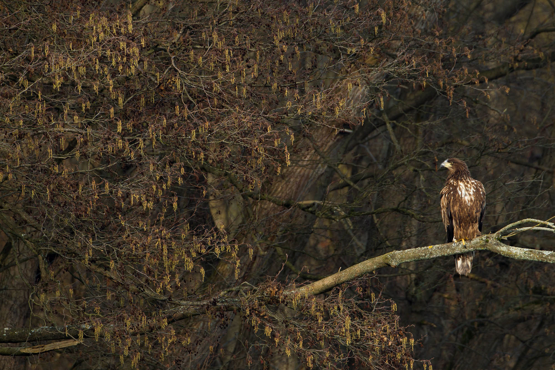 White tailed eagle