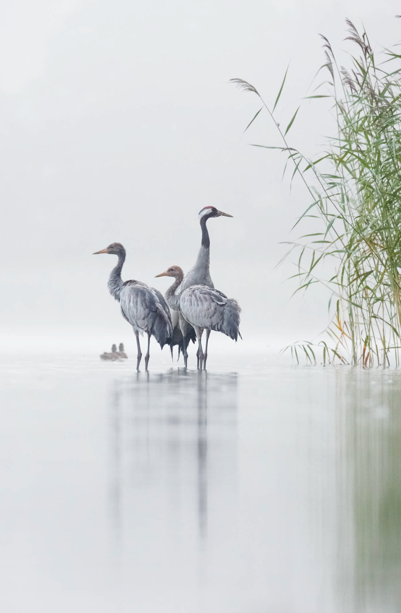 Common cranes