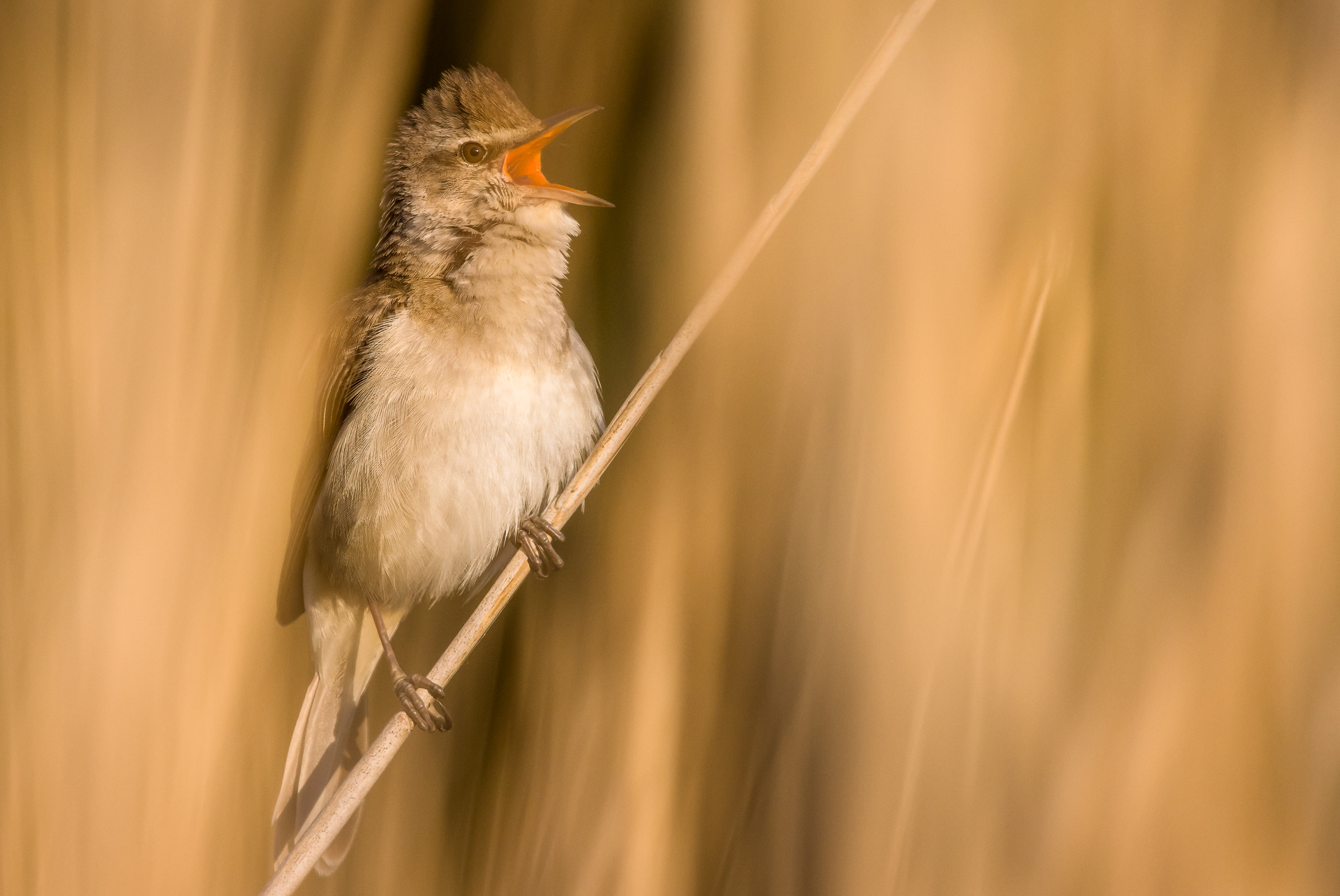 Great reed warbler