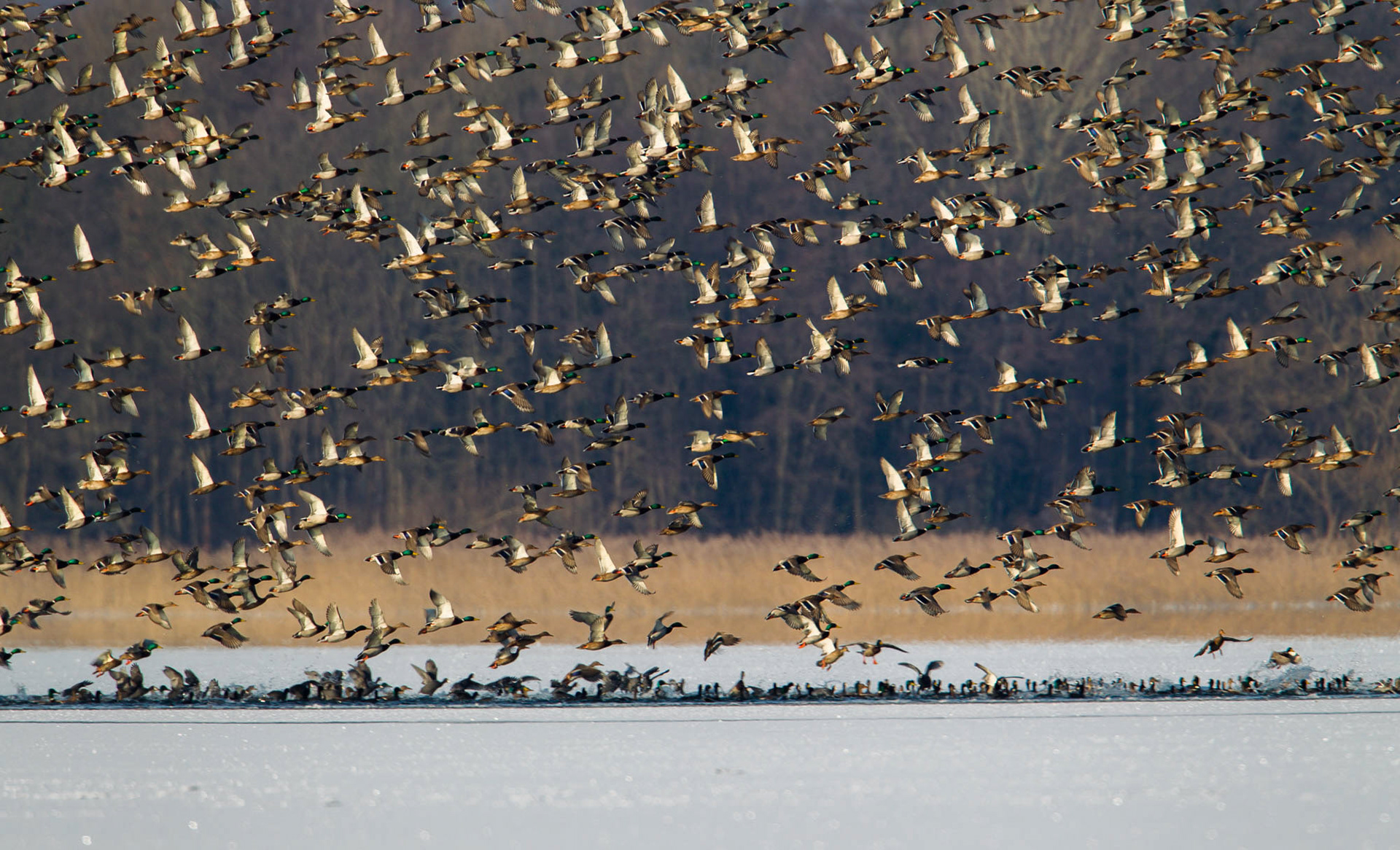 Wild Ducks in Winter (Germany)