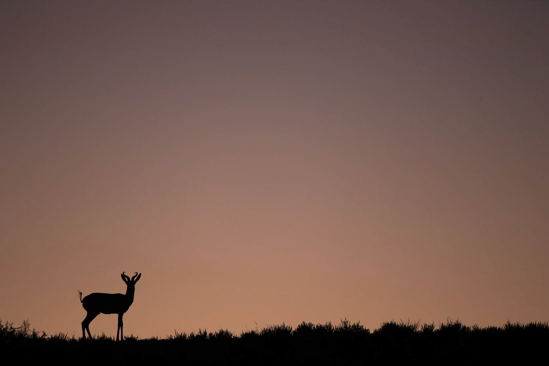 Springbok (Antidorcas marsupialis) on a dune