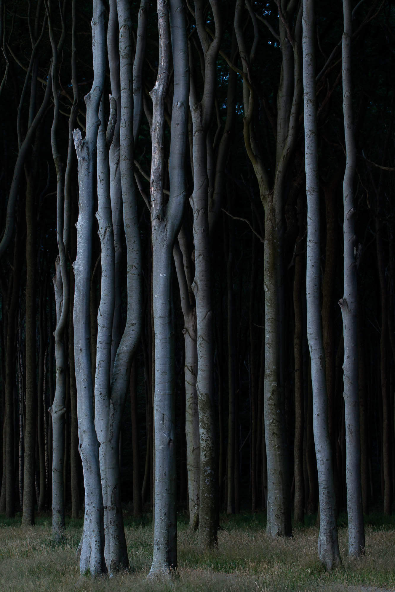 Forest at the Baltic Sea (Germany)