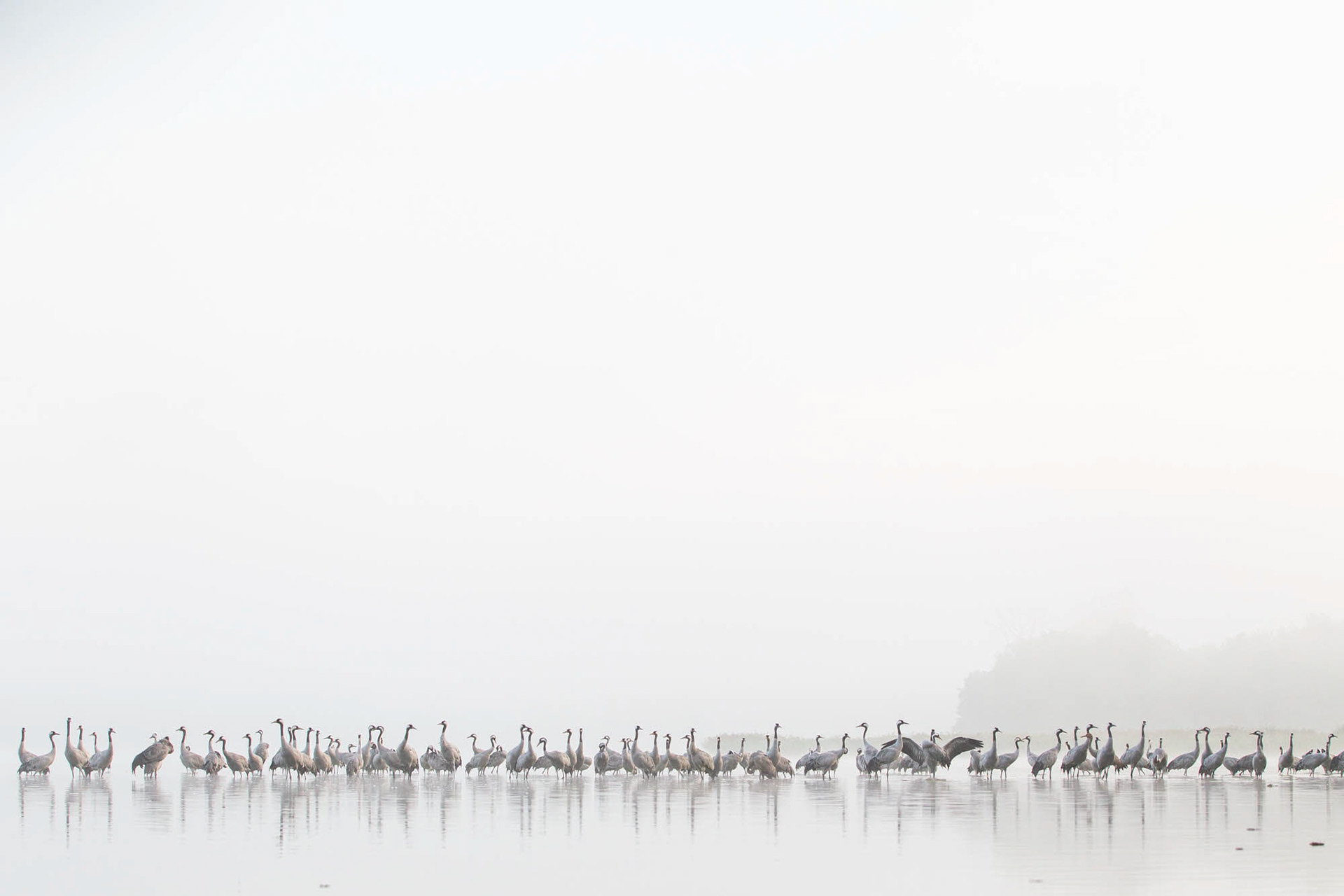 Common cranes