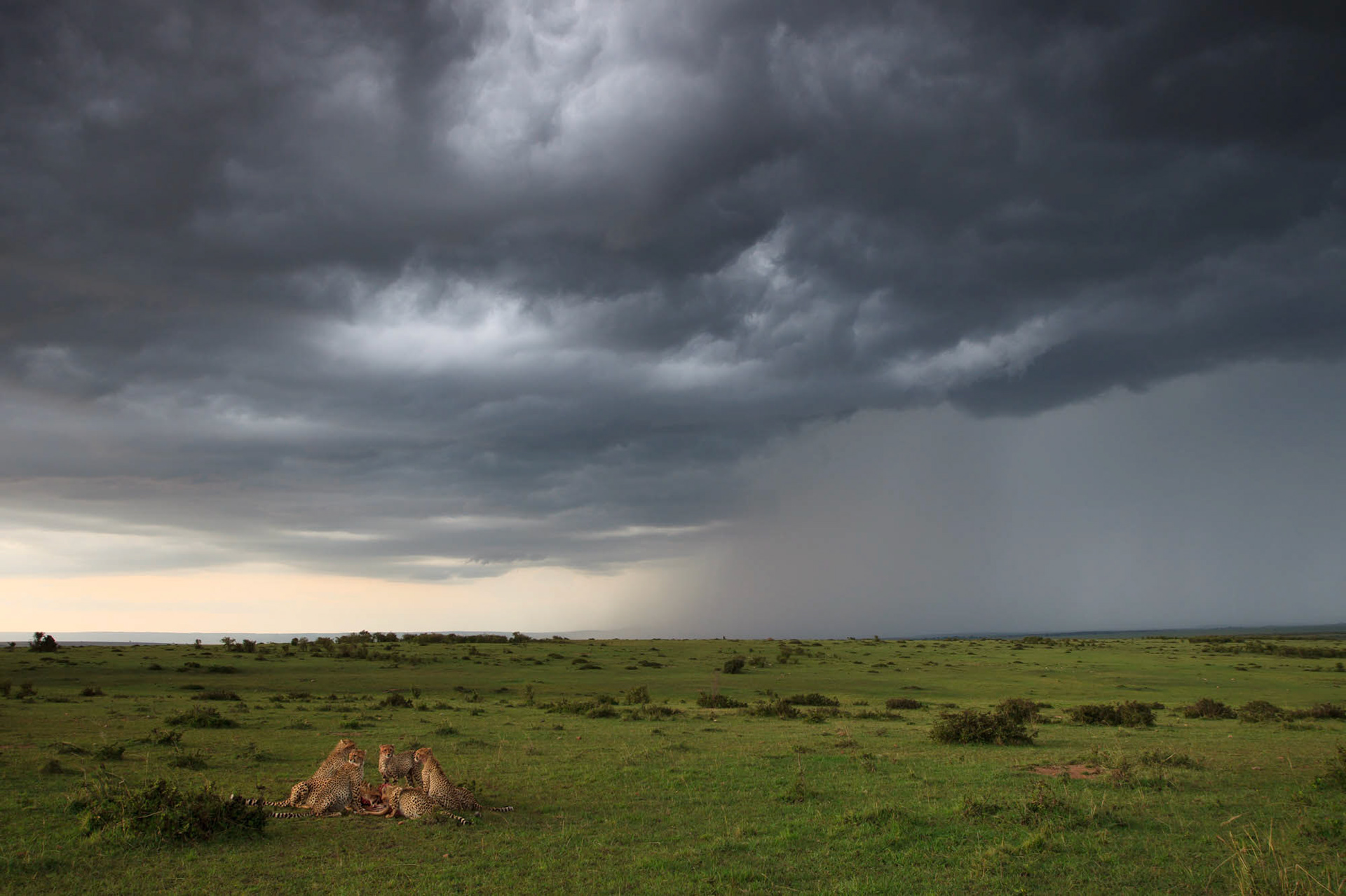 Cheetahs  (Acinonyx jubatus) at Kill