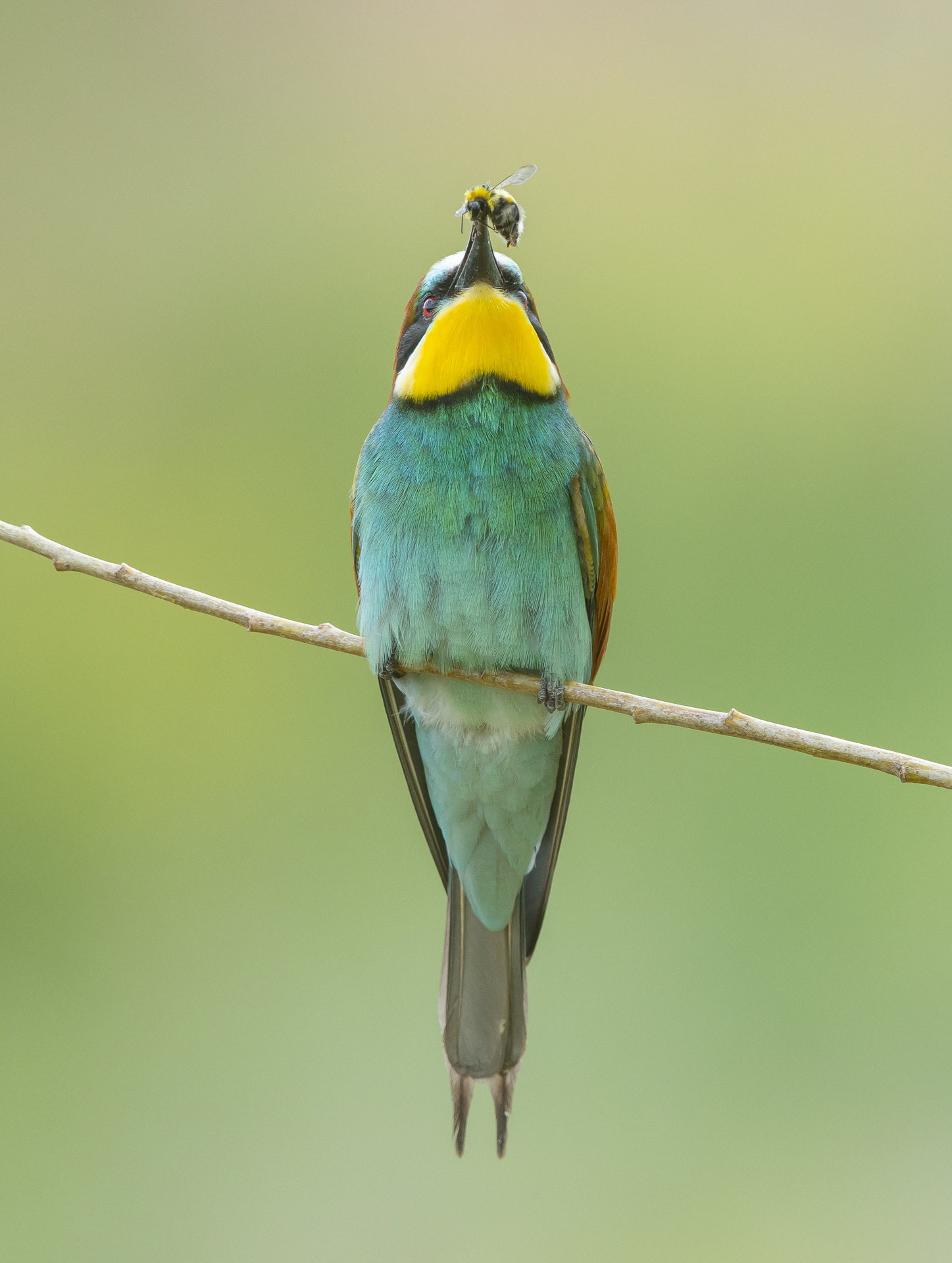 European bee eater
