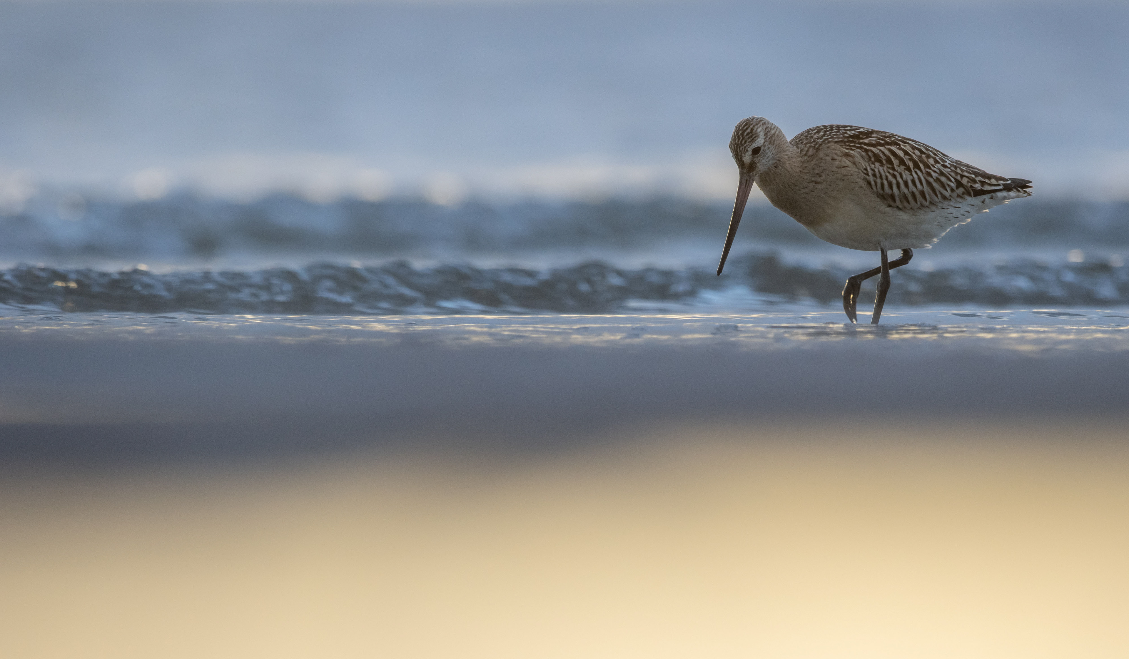 Bar-tailed godwit [Limosa lapponica]