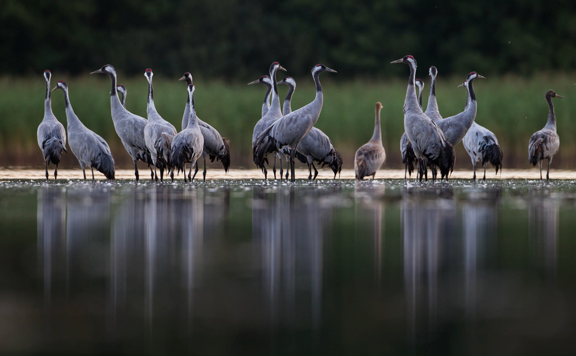Common cranes