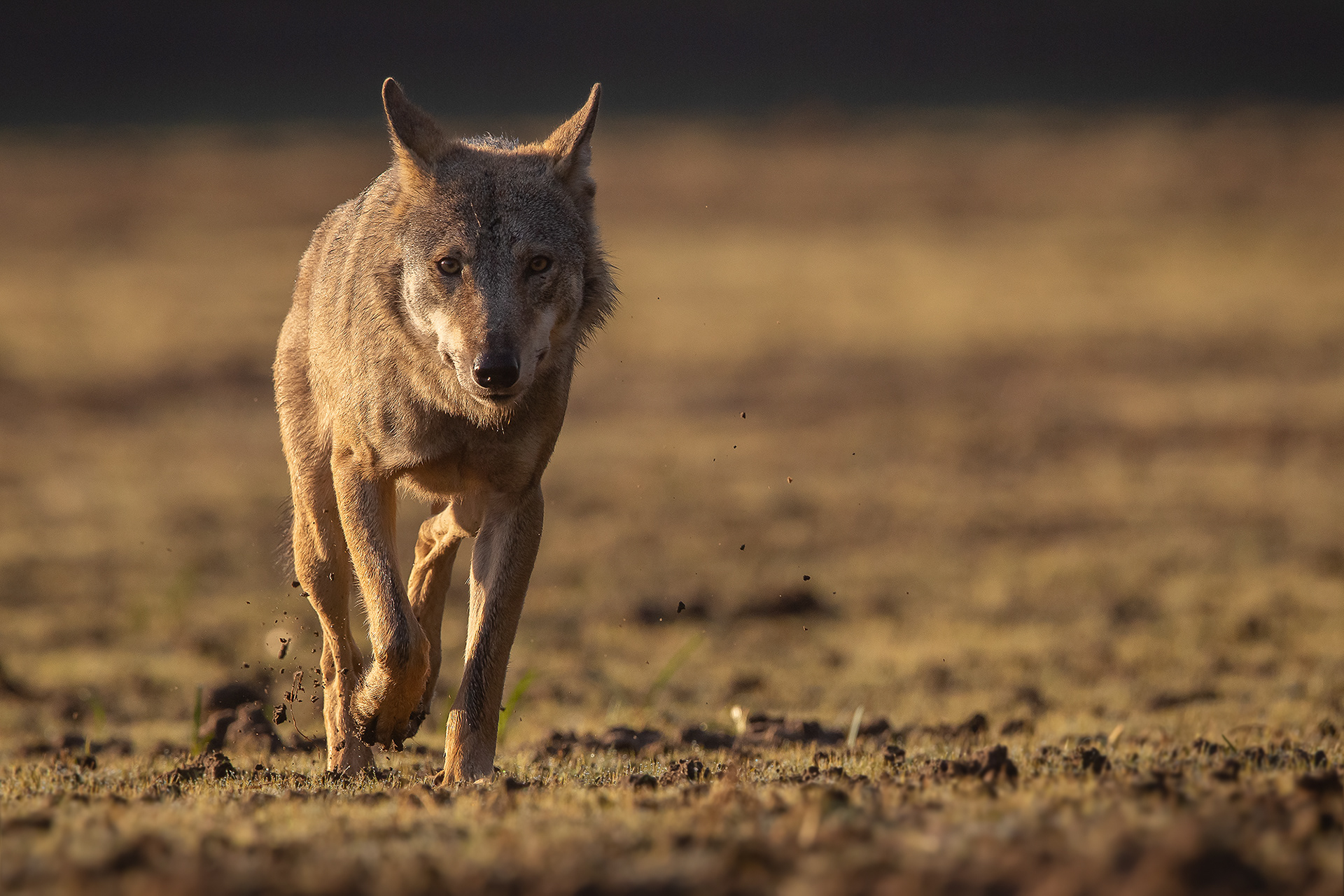 European Wolf (canis lupus lupus) in Eastern Germany.