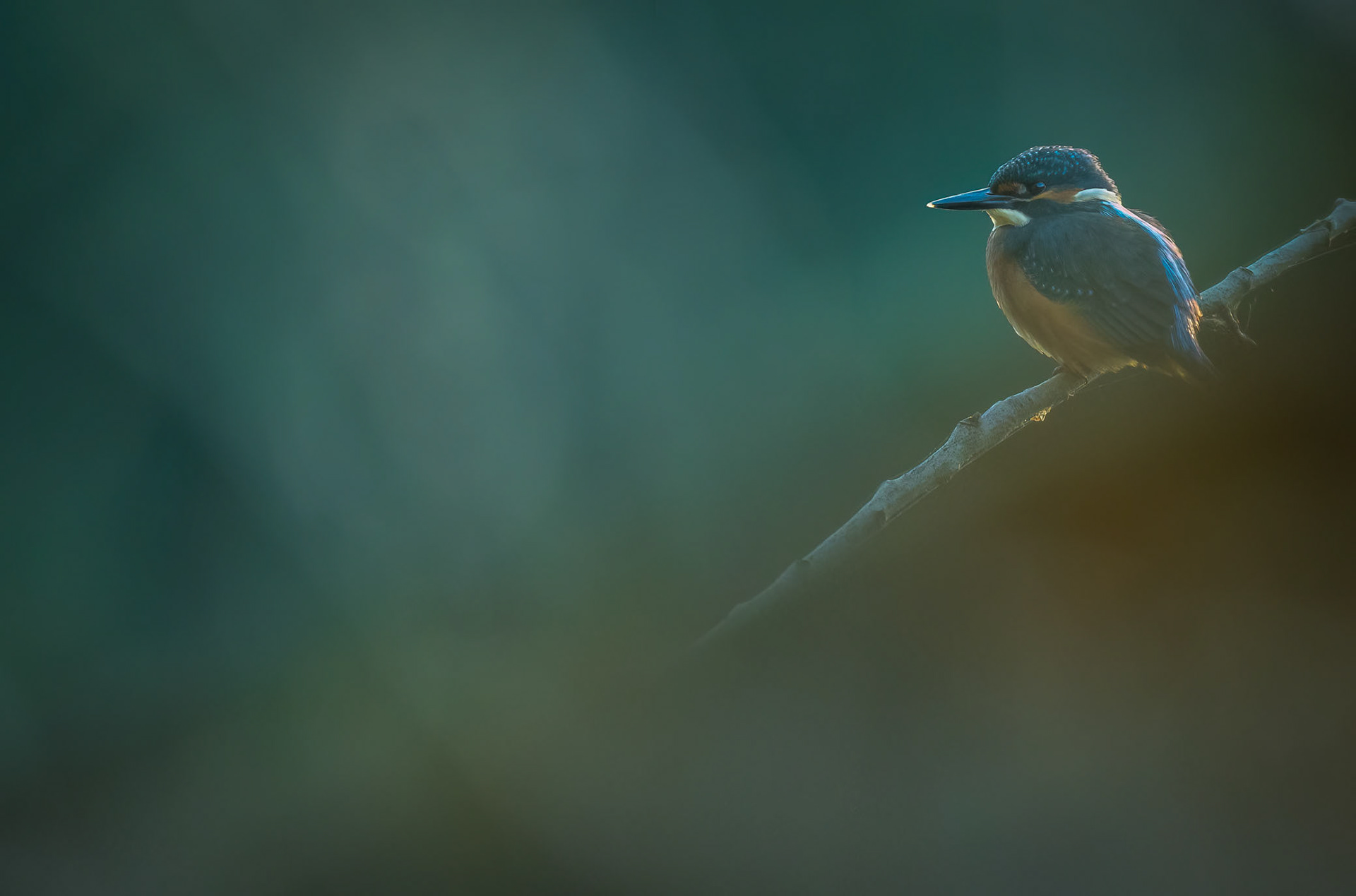 European kingfisher [Alcedo atthis]