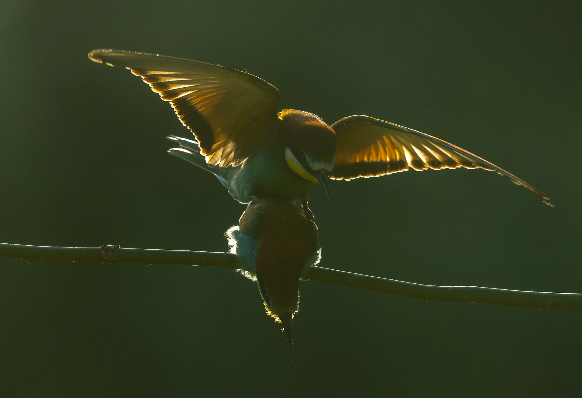  Eurasian bee-eater [Merops apiaster]