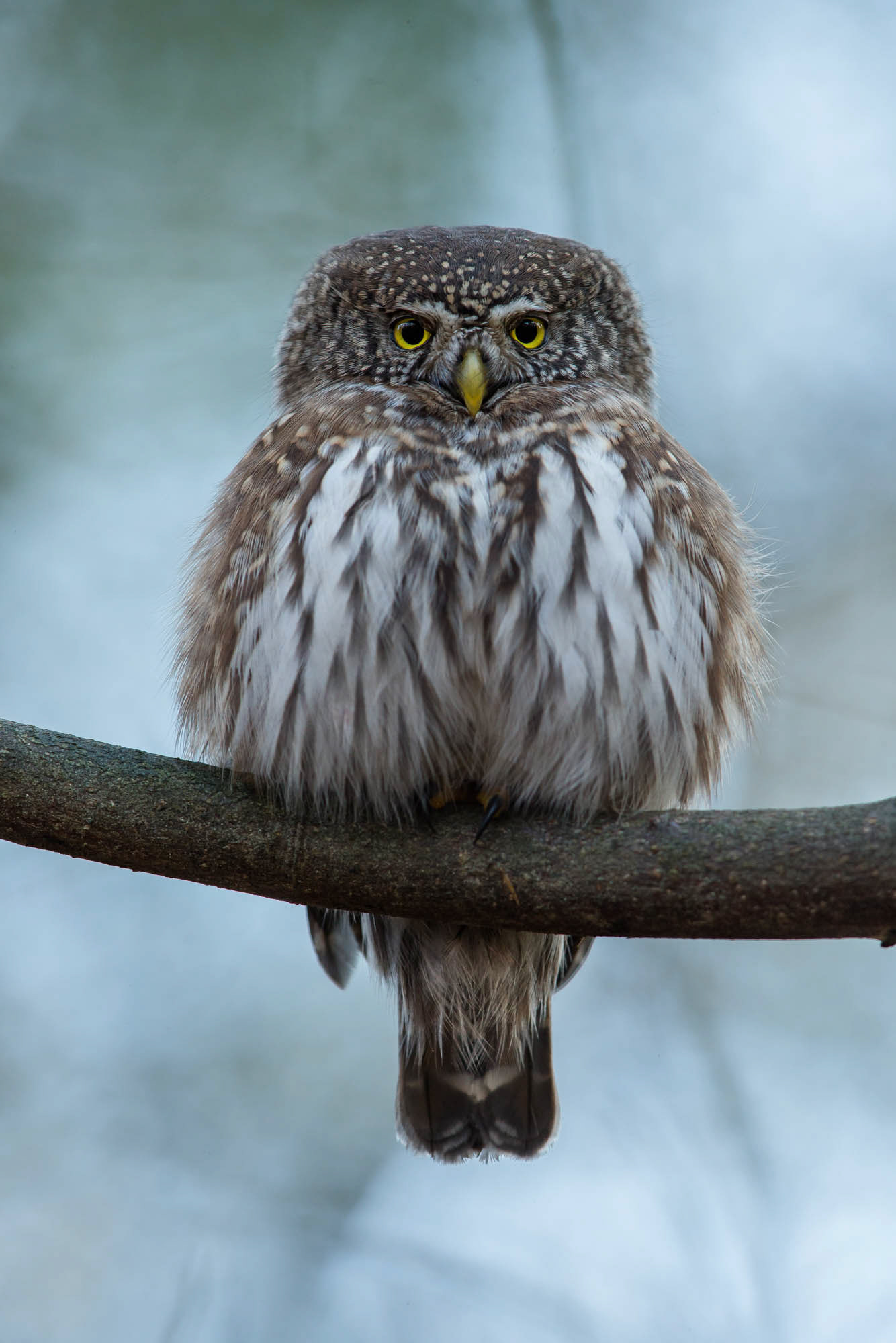 Pygmy owl