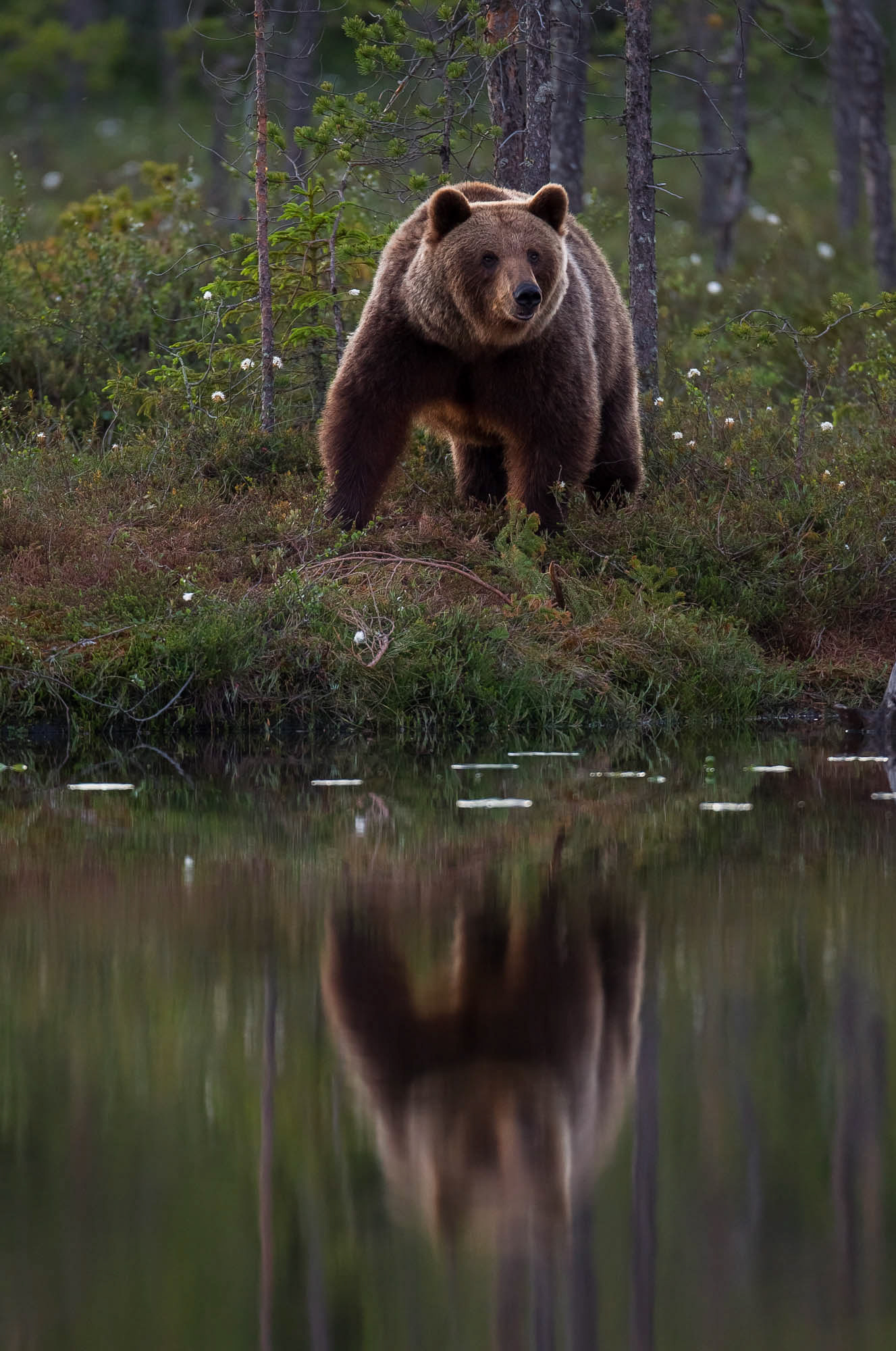 European Brown Bear (Finland)