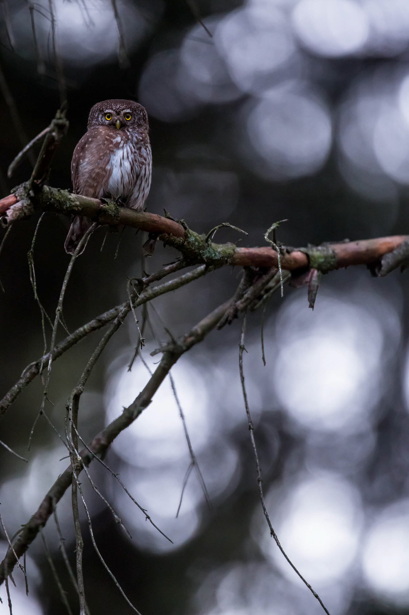 Pygmy owl