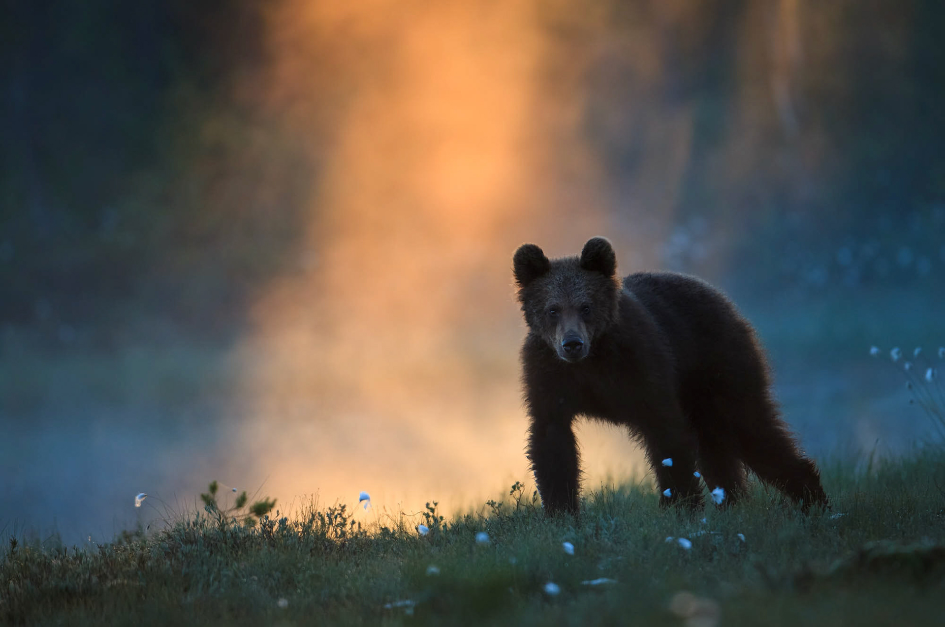 European Brown Bear during Midsummer Night (Finland)