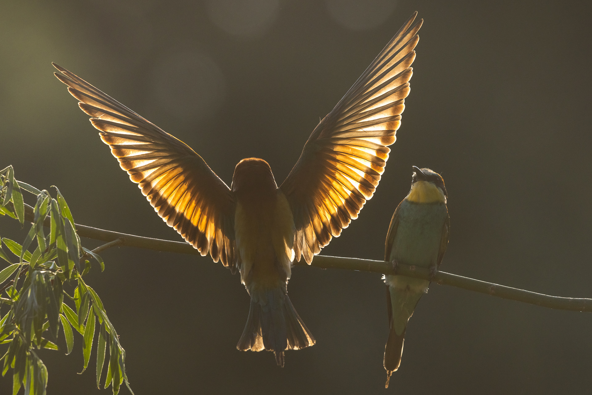  Eurasian bee-eater [Merops apiaster]