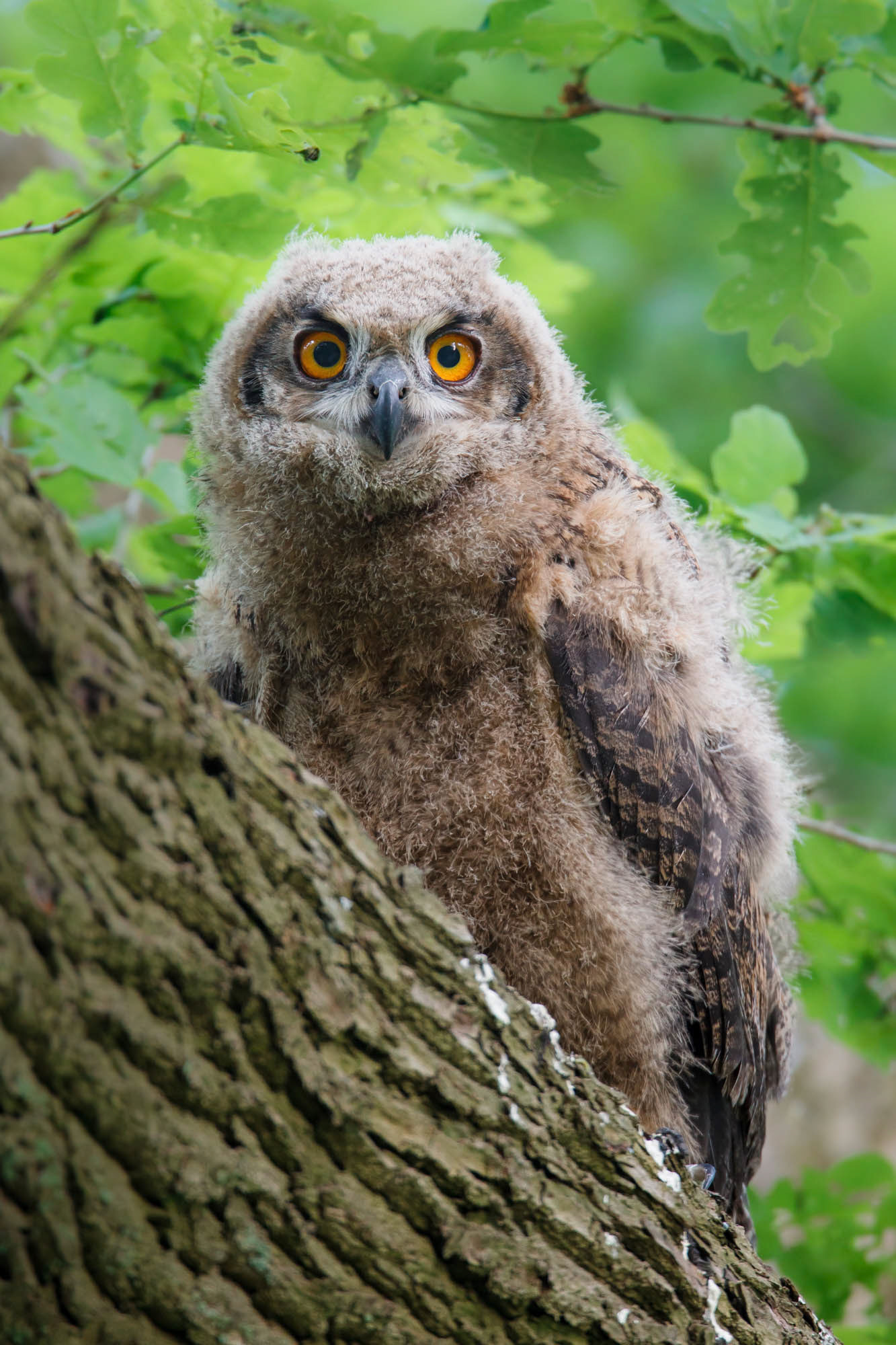 Eagle Owl, Brancher (Germany)