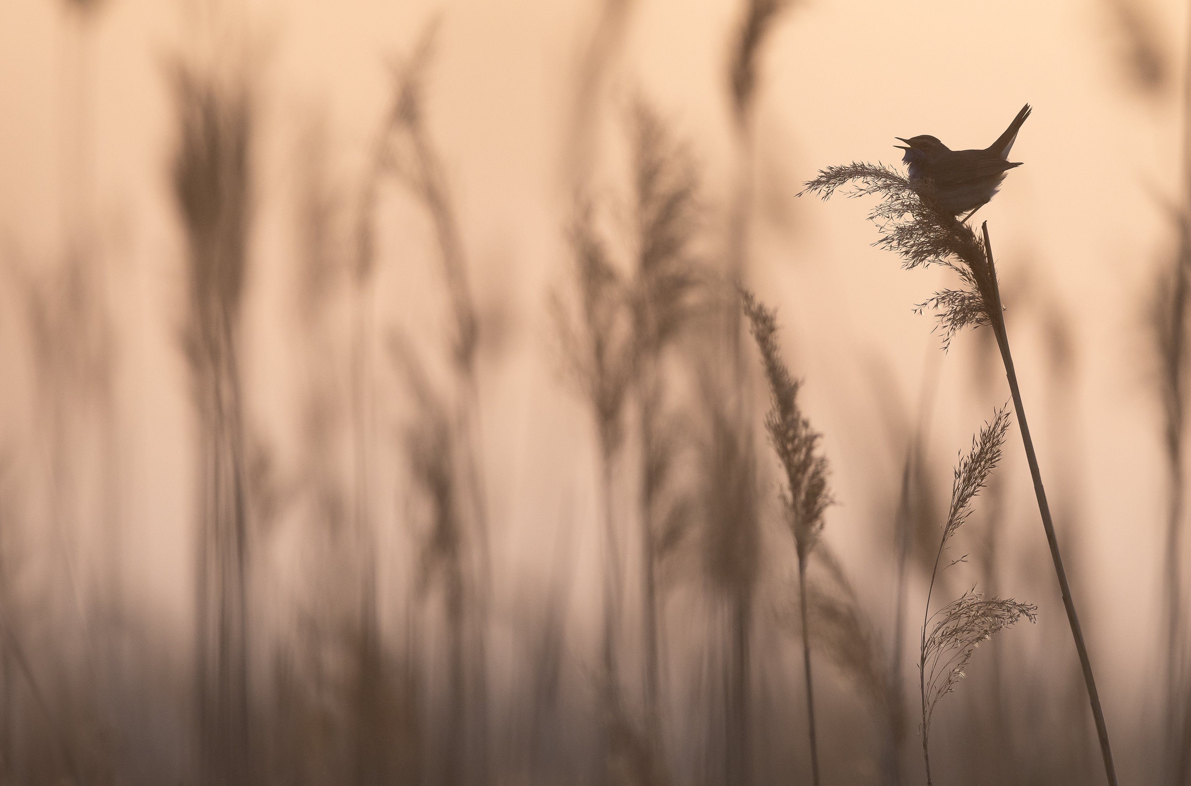 Bluethroat [Luscinia svecica]