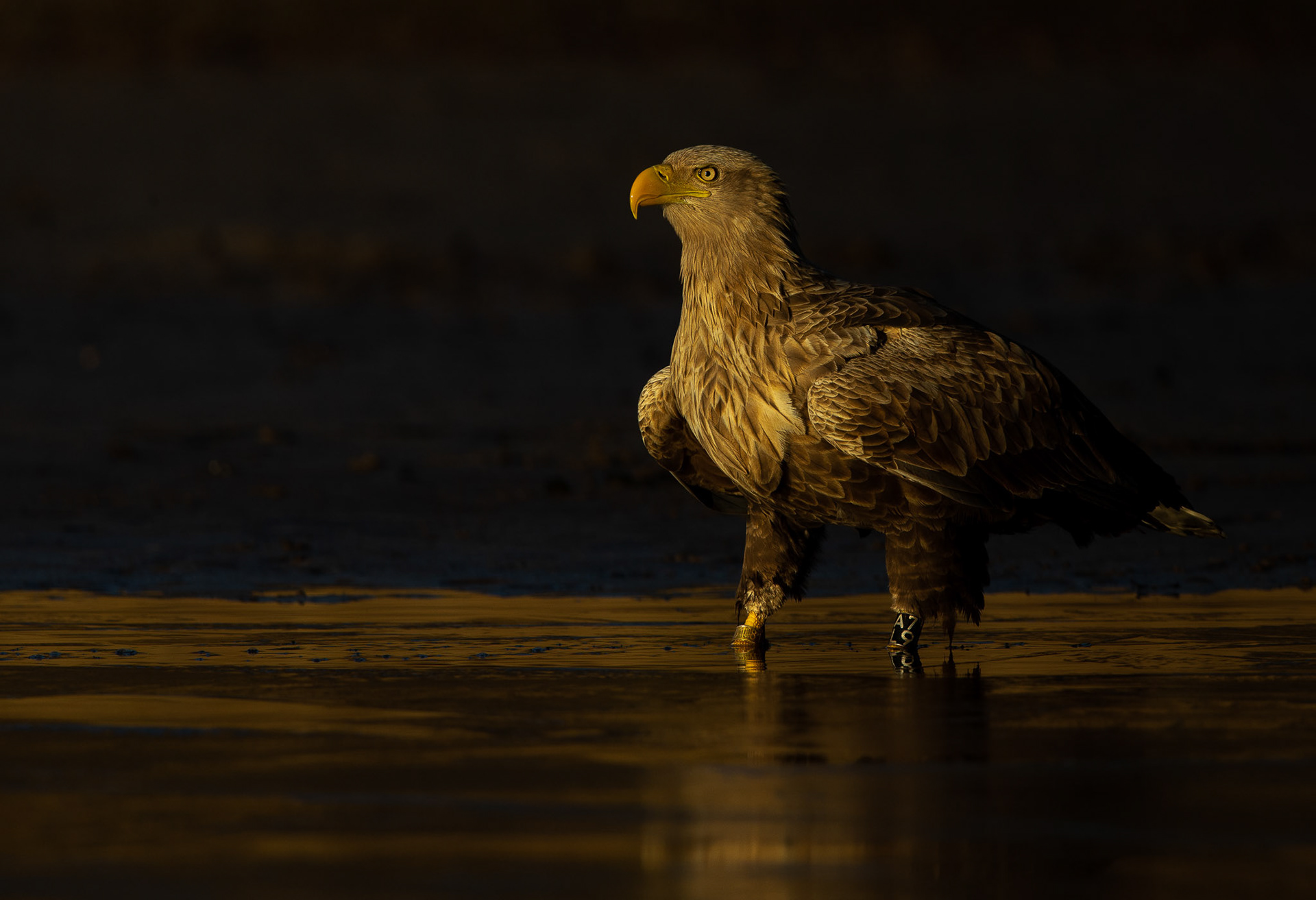 White tailed eagle in Eastern Germany