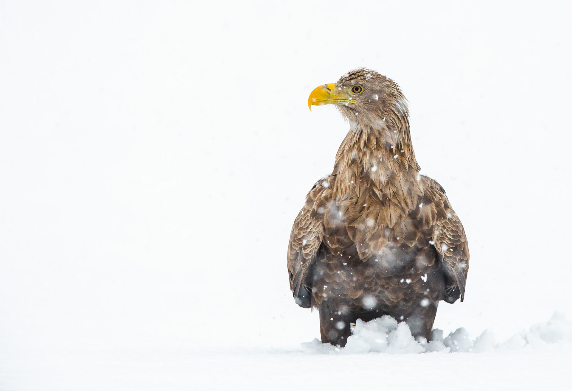 White tailed eagle in Eastern Germany