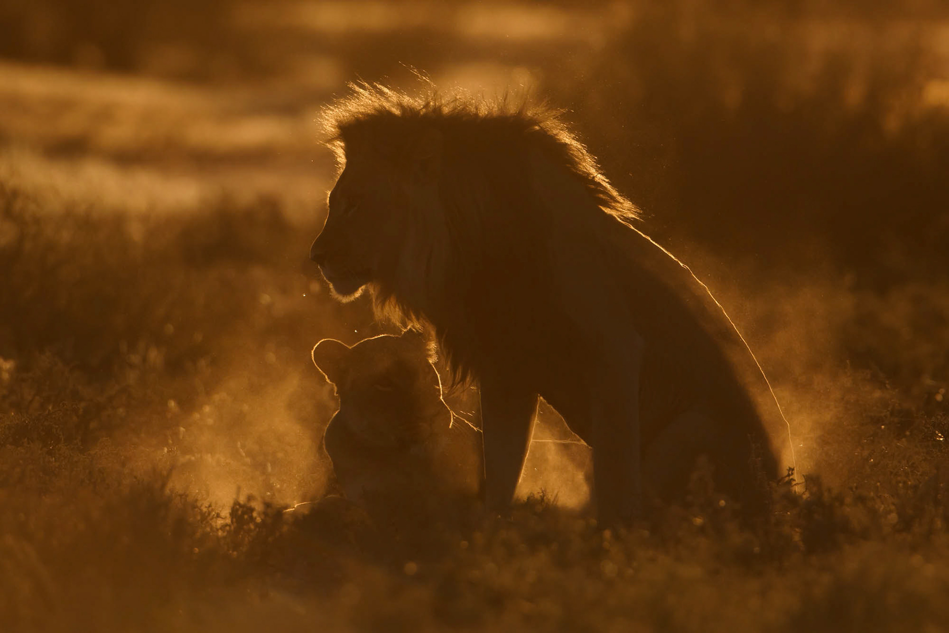 Lion couple (panthera leo) in Kgalagadi Transfrontier Park
