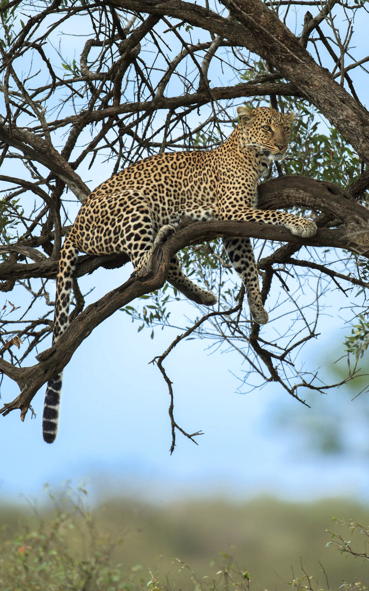 EOS-1D Mark IV, EF500mmL f/4L IS USM 1/640sec f/4,0