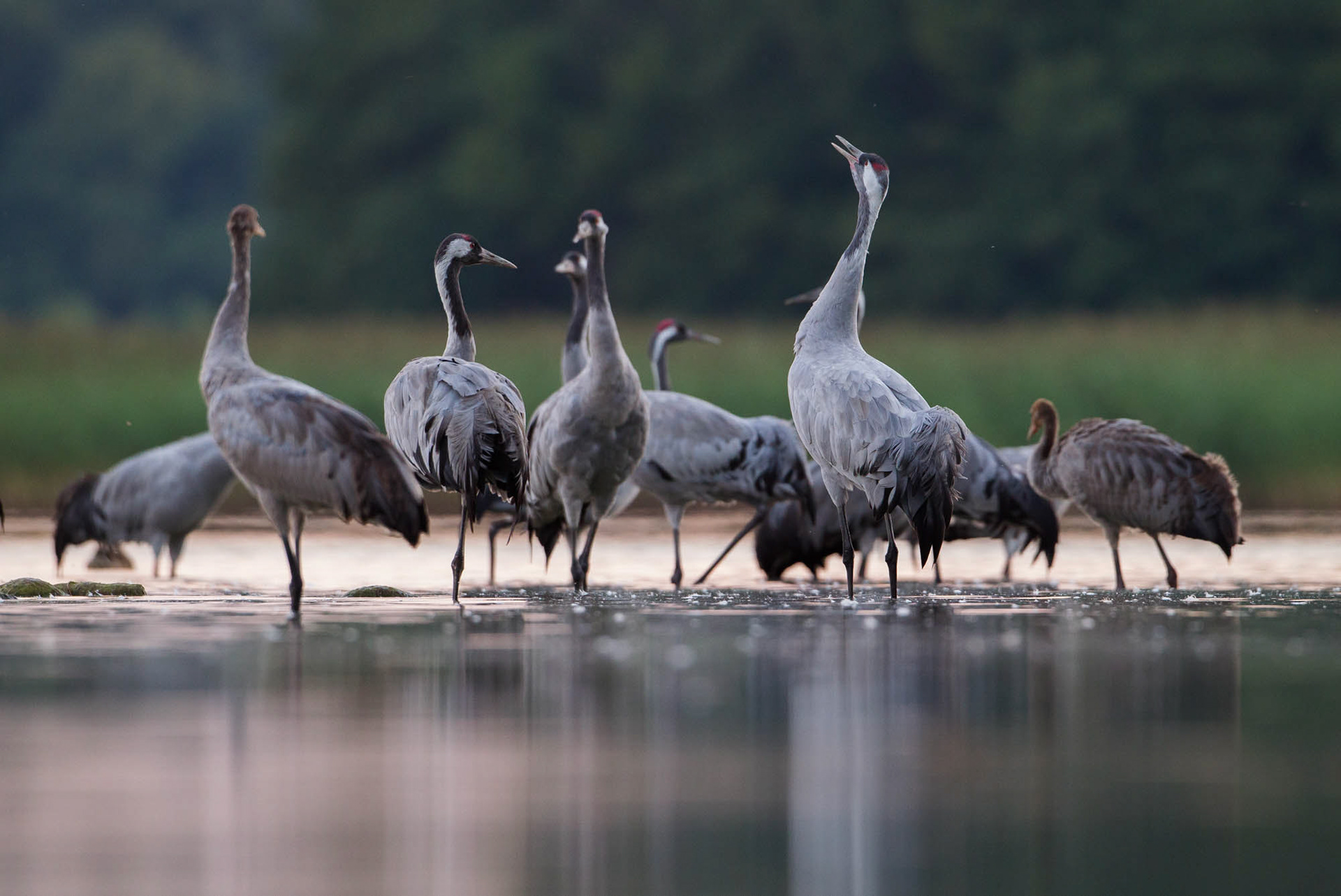 Common cranes