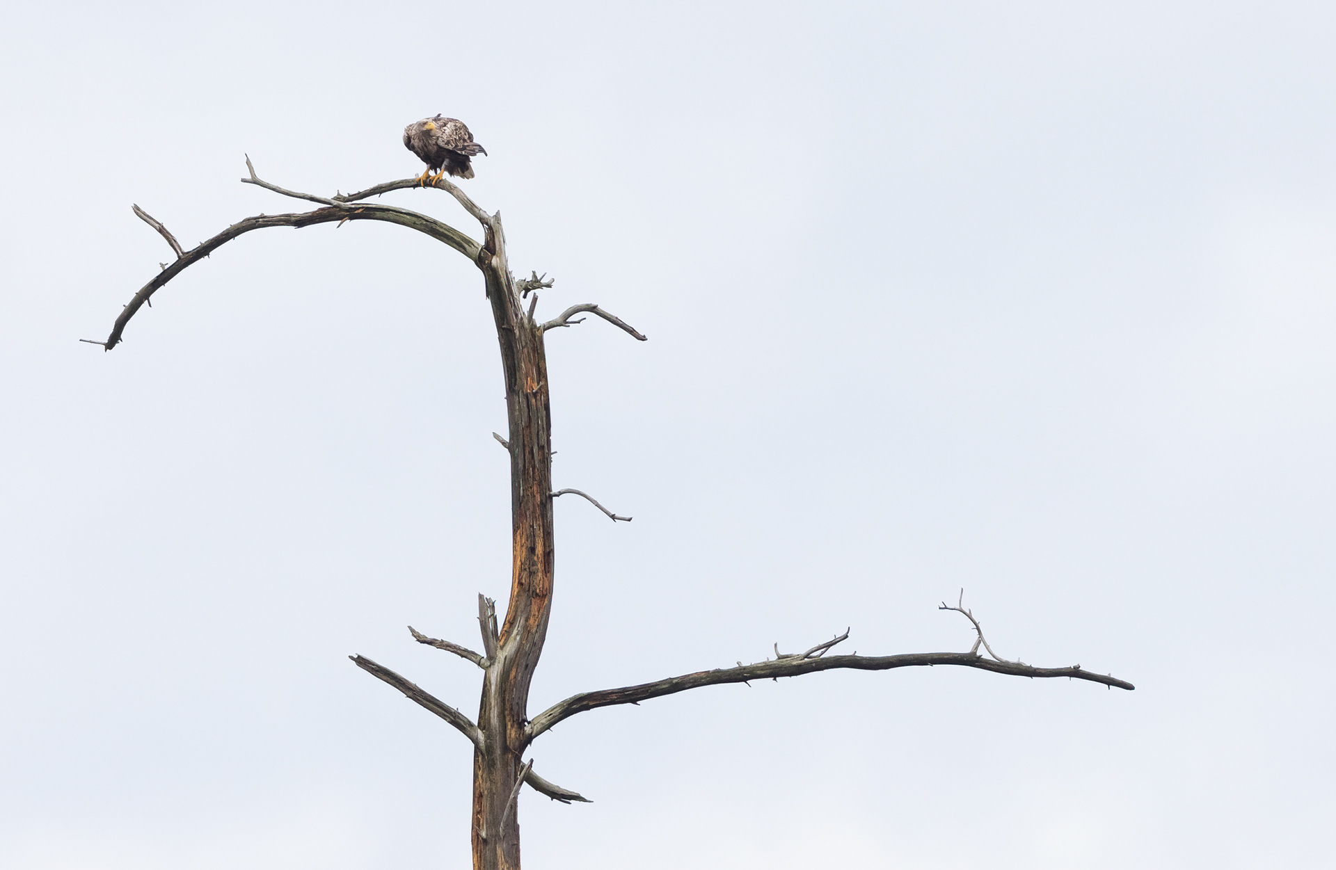 White tailed eagle [Haliaeetus albicilla]