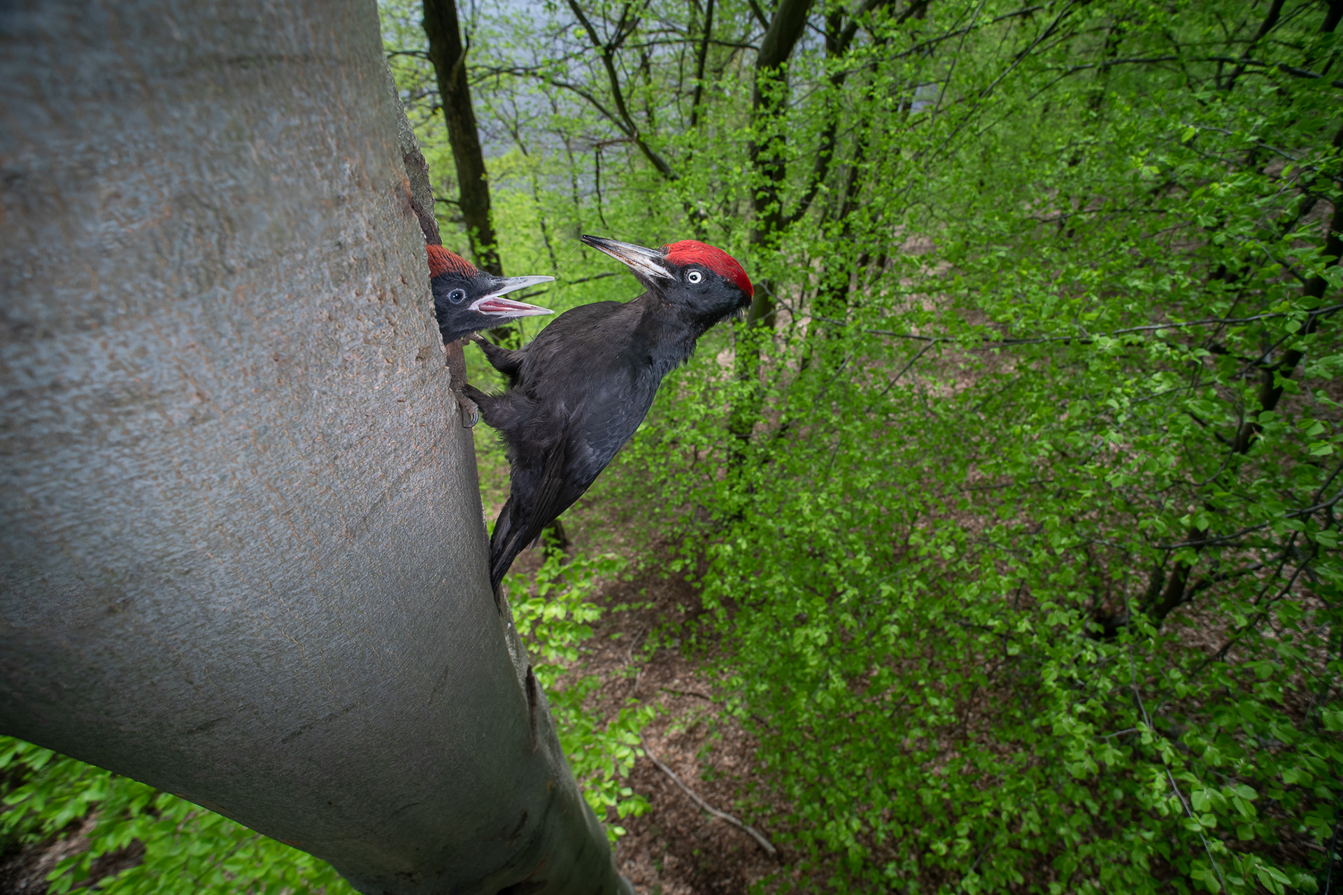Black woodpecker [Dryocopus martius]
