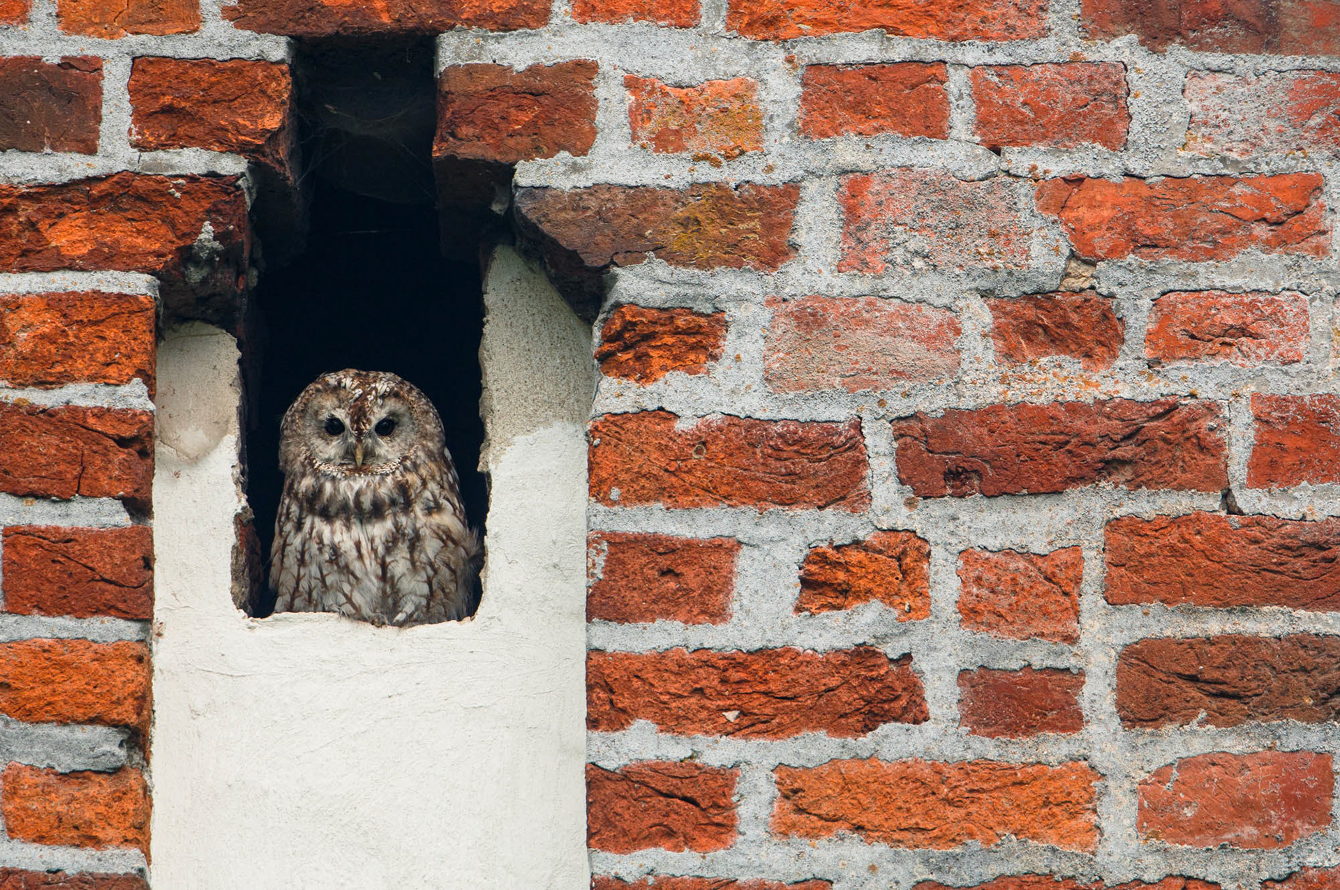 Tawny owl