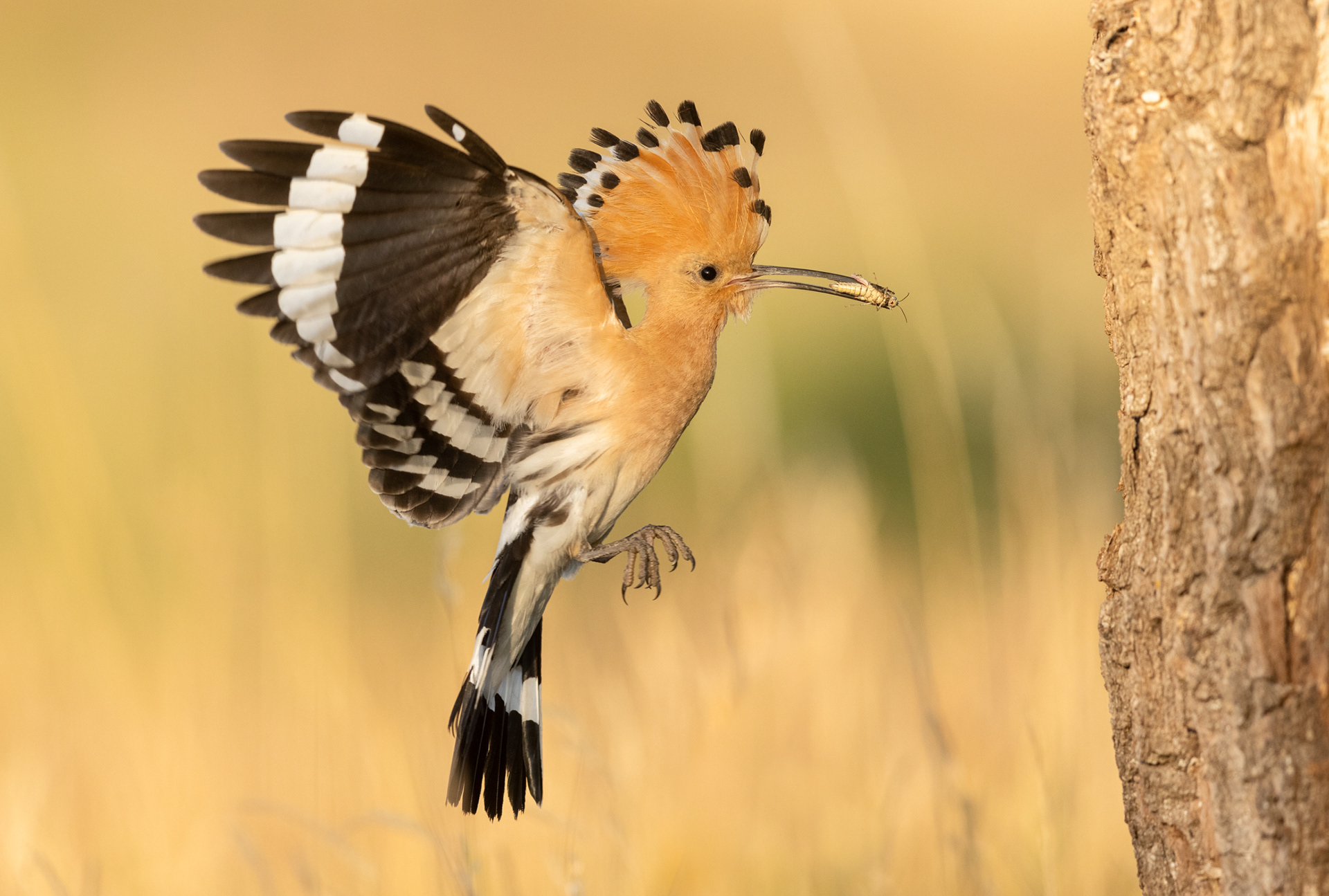Eurasian hoopoe [Upupa epops]