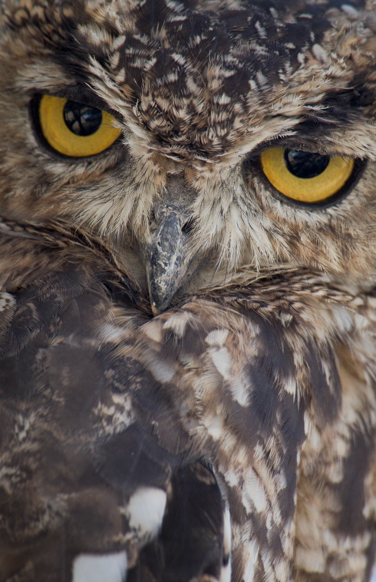 Eagle Owl Portrait(Kgalagadi)
