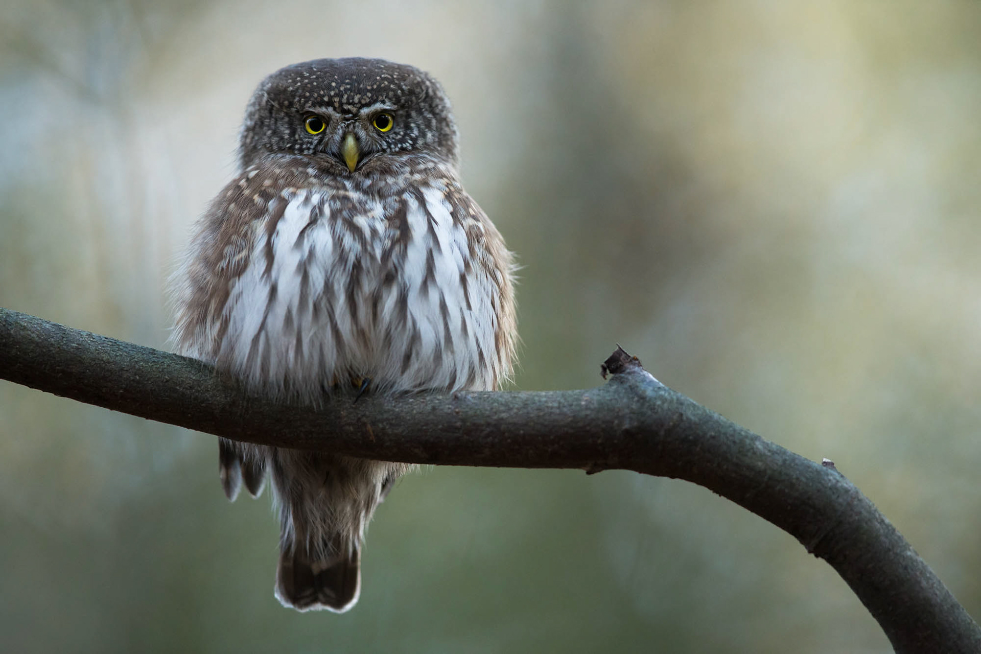 Pygmy owl