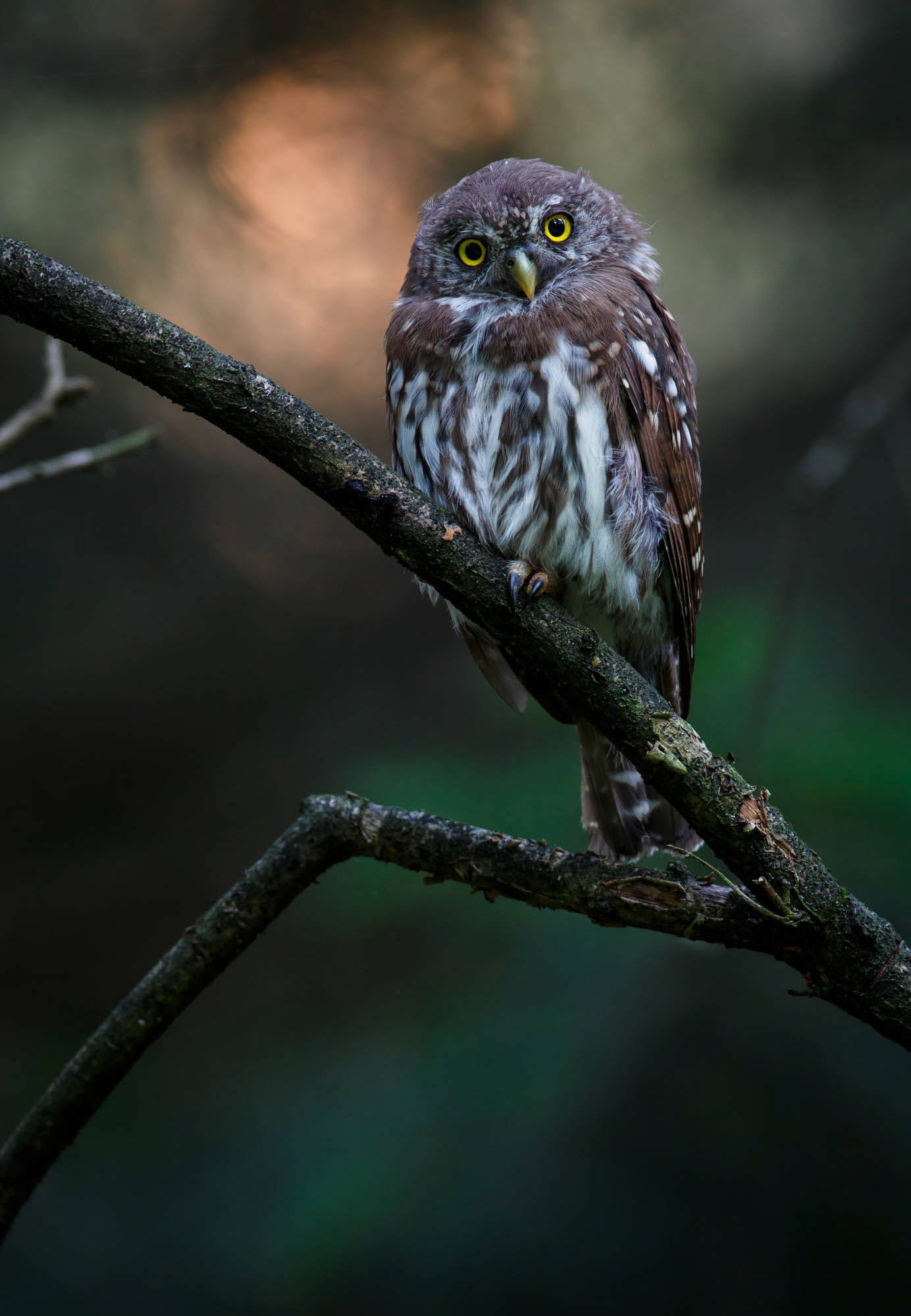 Pygmy owl