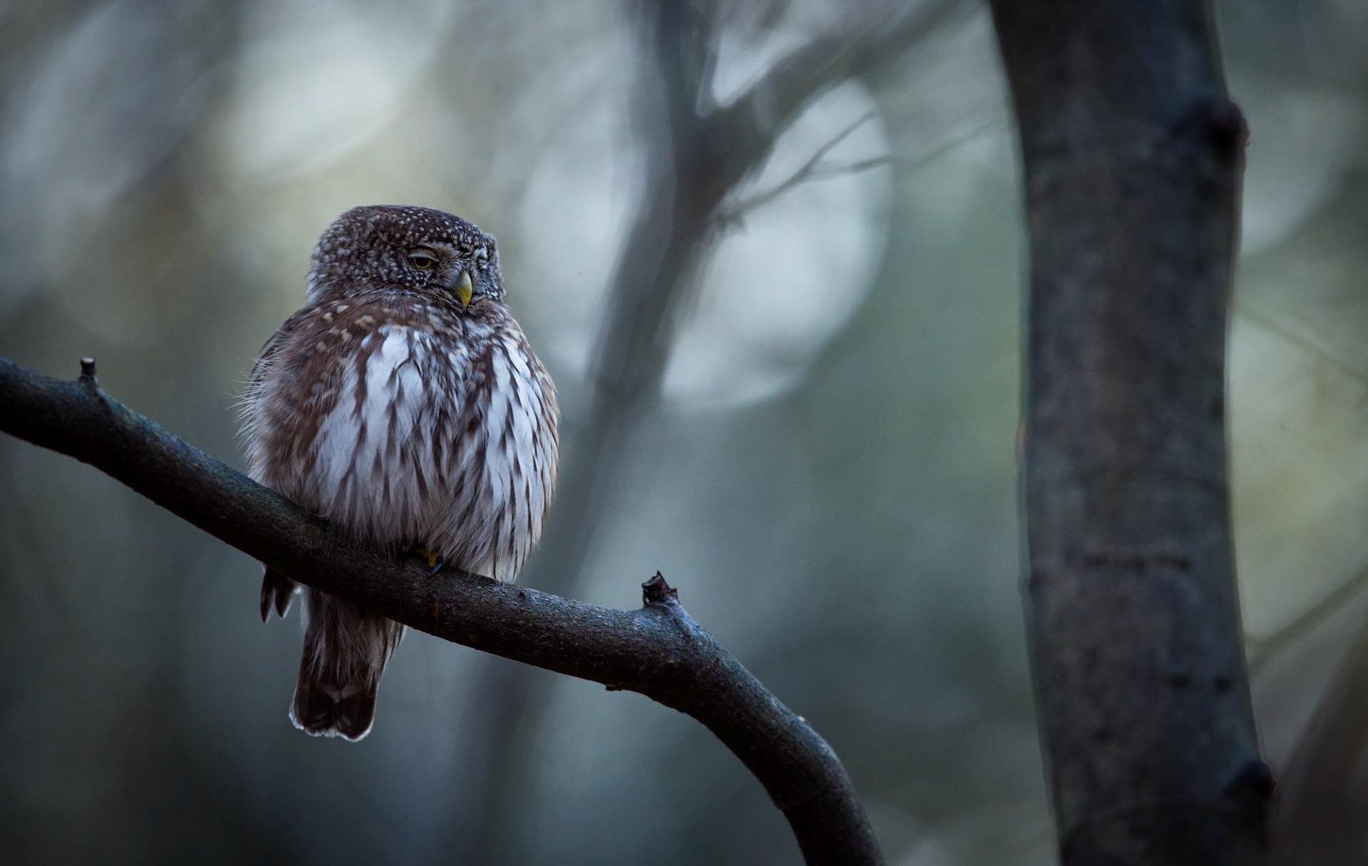 Pygmy owl