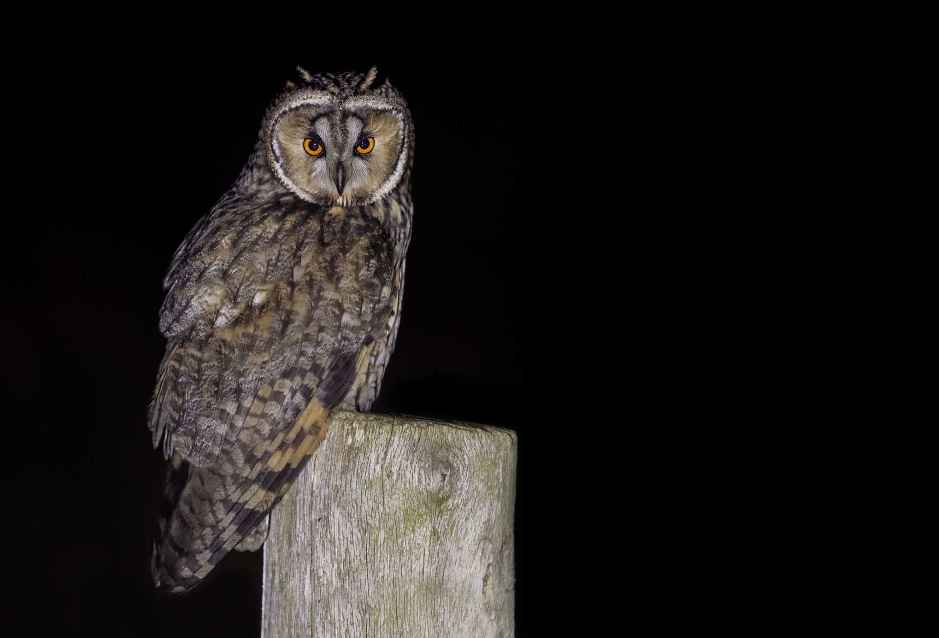  Long-eared owl [Asio otus]