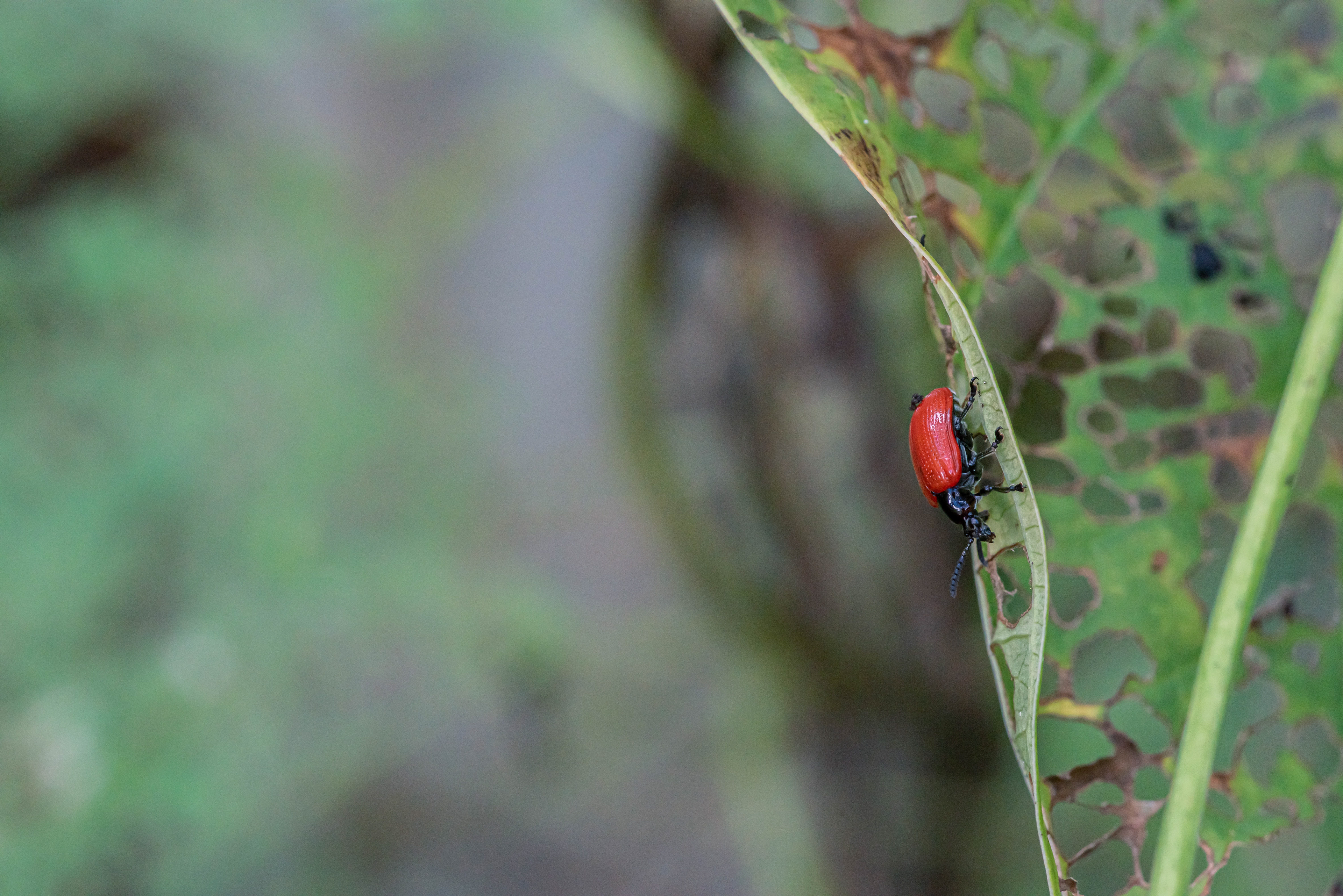 Digital Photography - ‎September ‎7, ‎2019