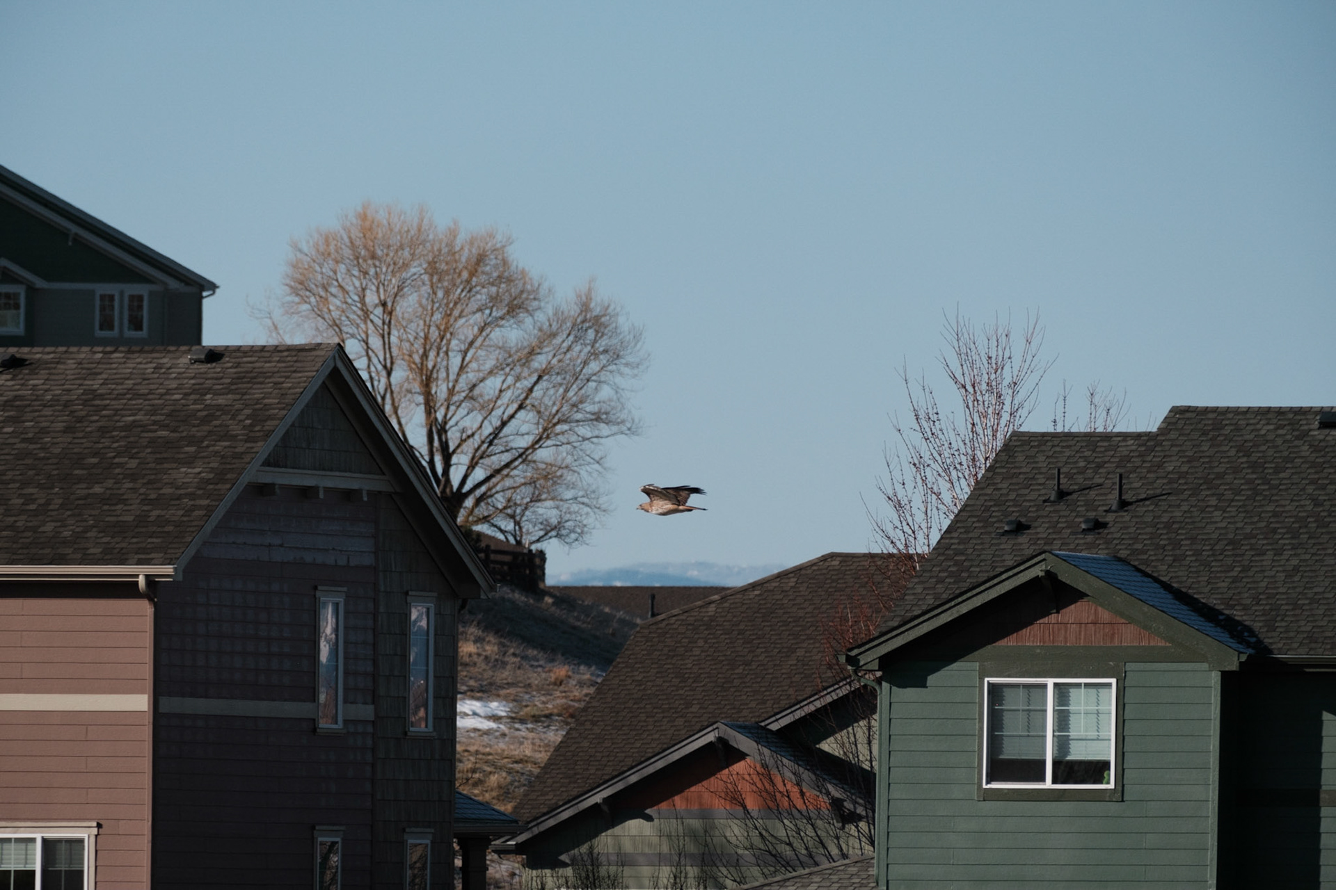 A hawk flew by while on the hunt for prey.