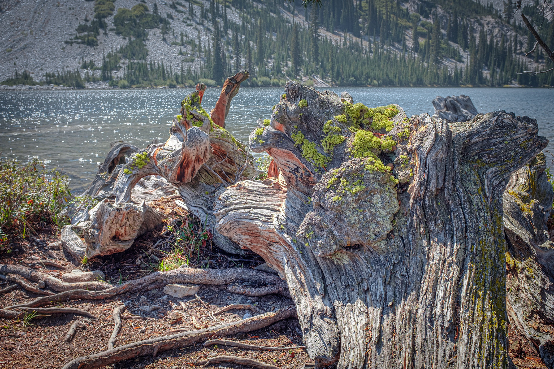 A cool looking log.