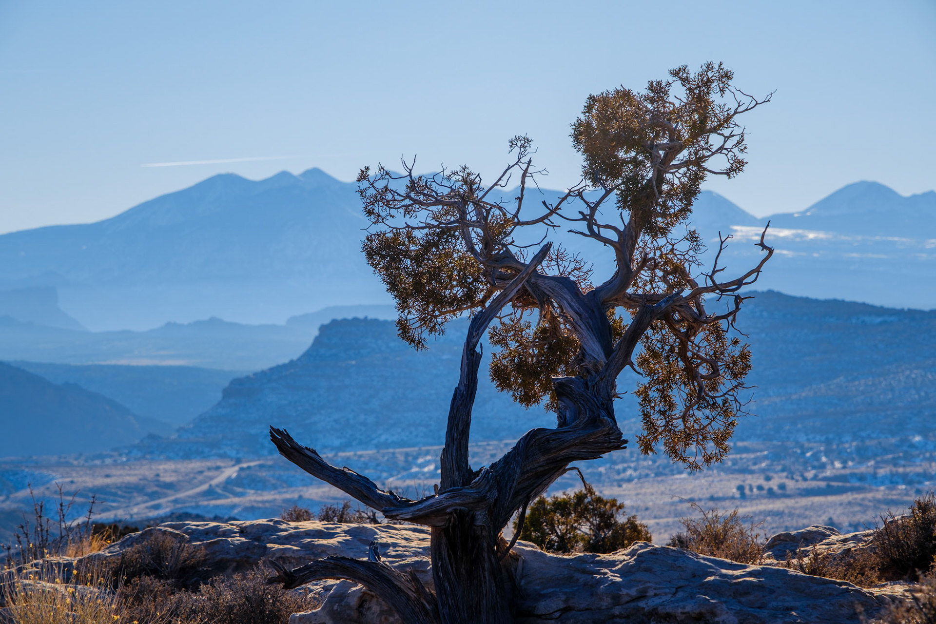 Valley view with cool tree
