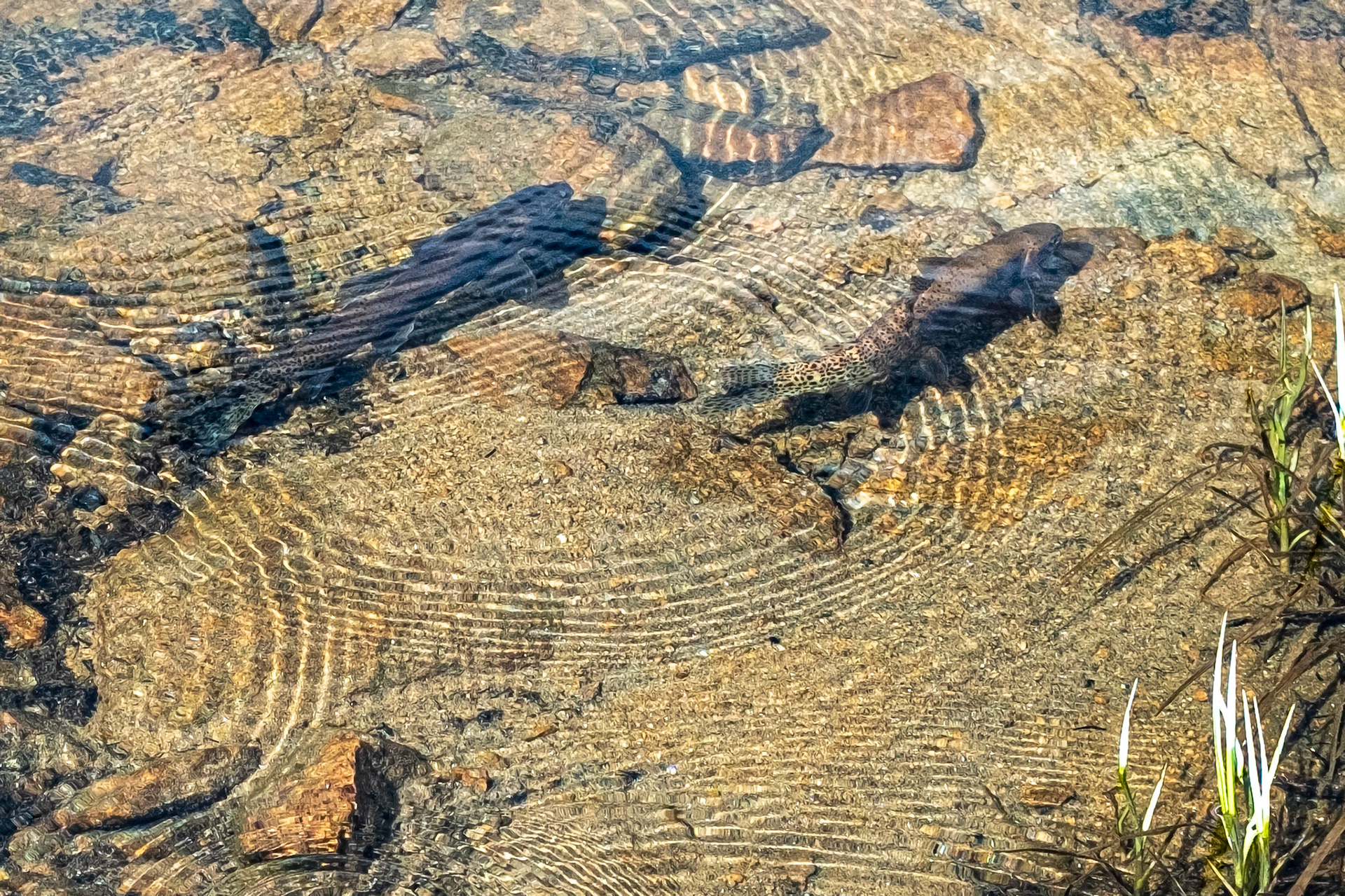 Forgot my Fishin' Rod