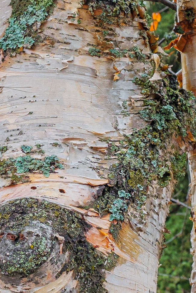 A Colorful Tree