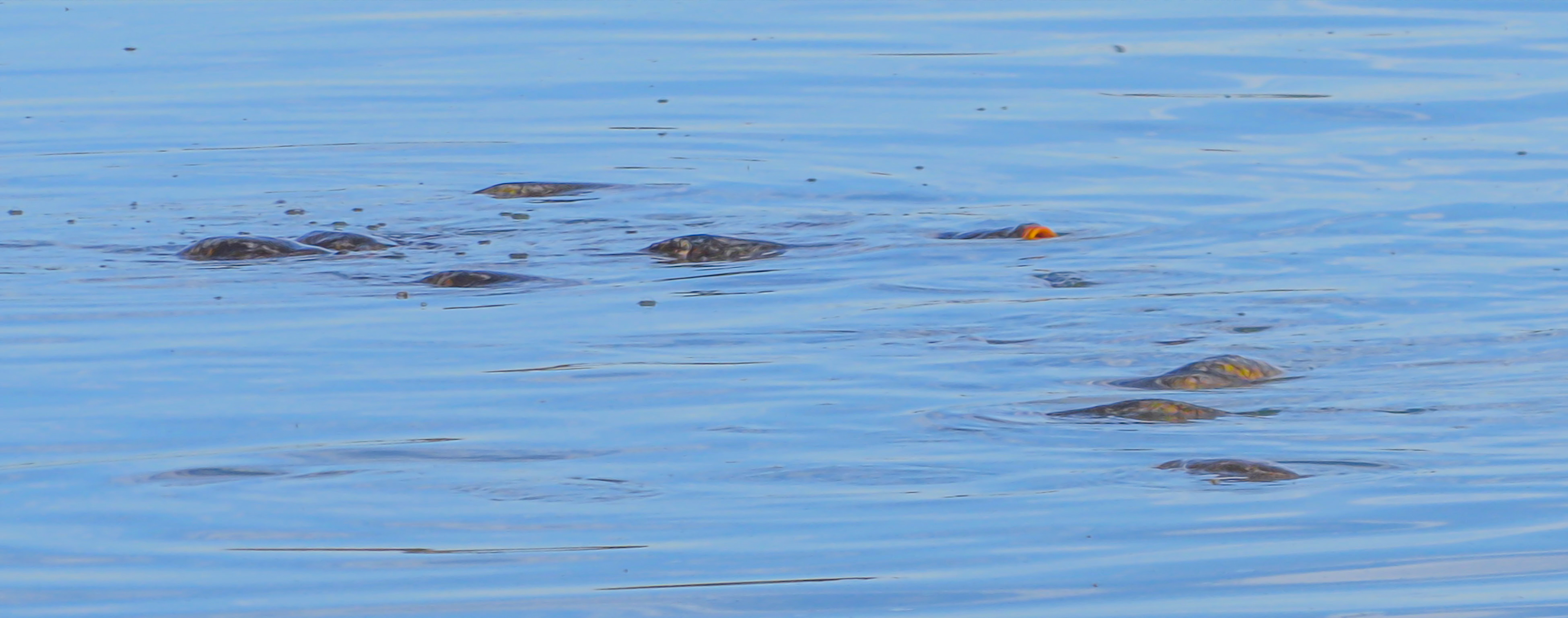 Carp Hunting for Flying Insects