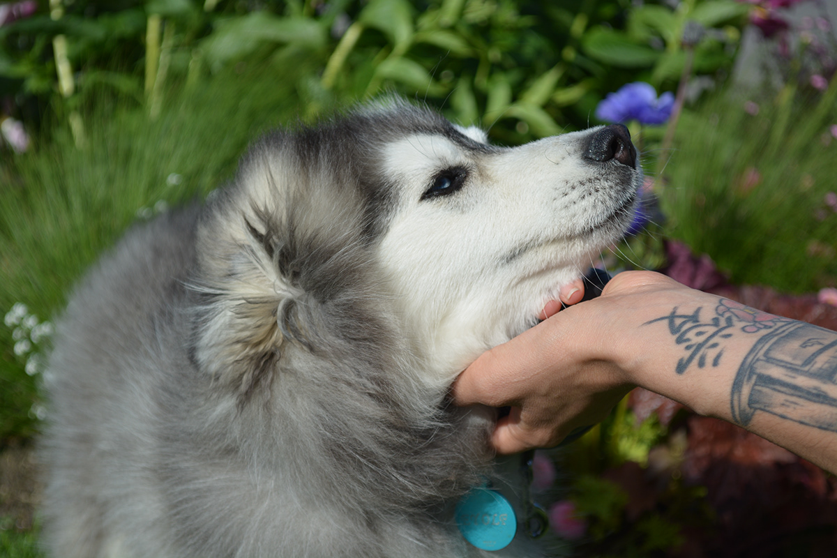 ANIMAUX — photographie 4