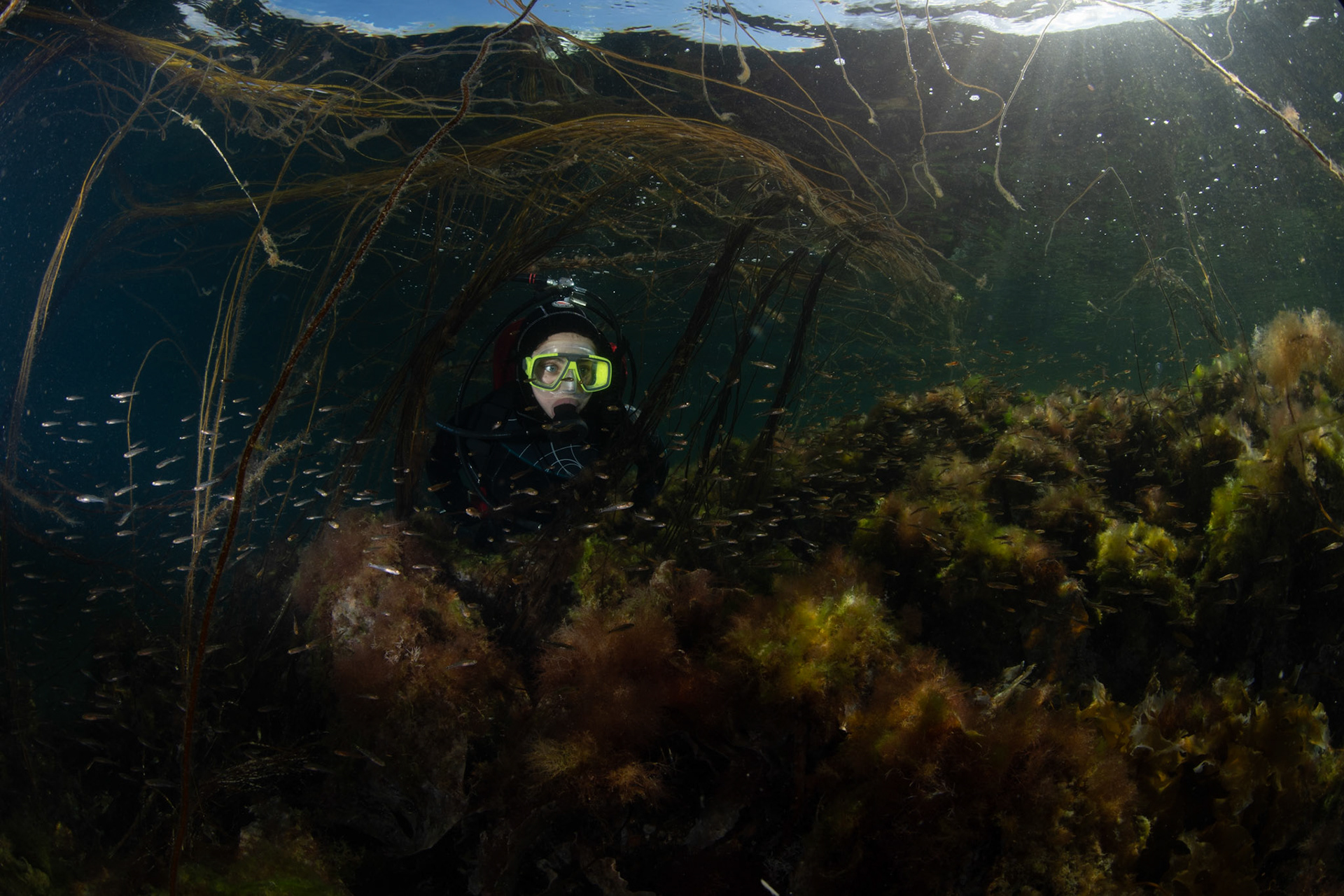 Gull - 2025 - videvinkel med model