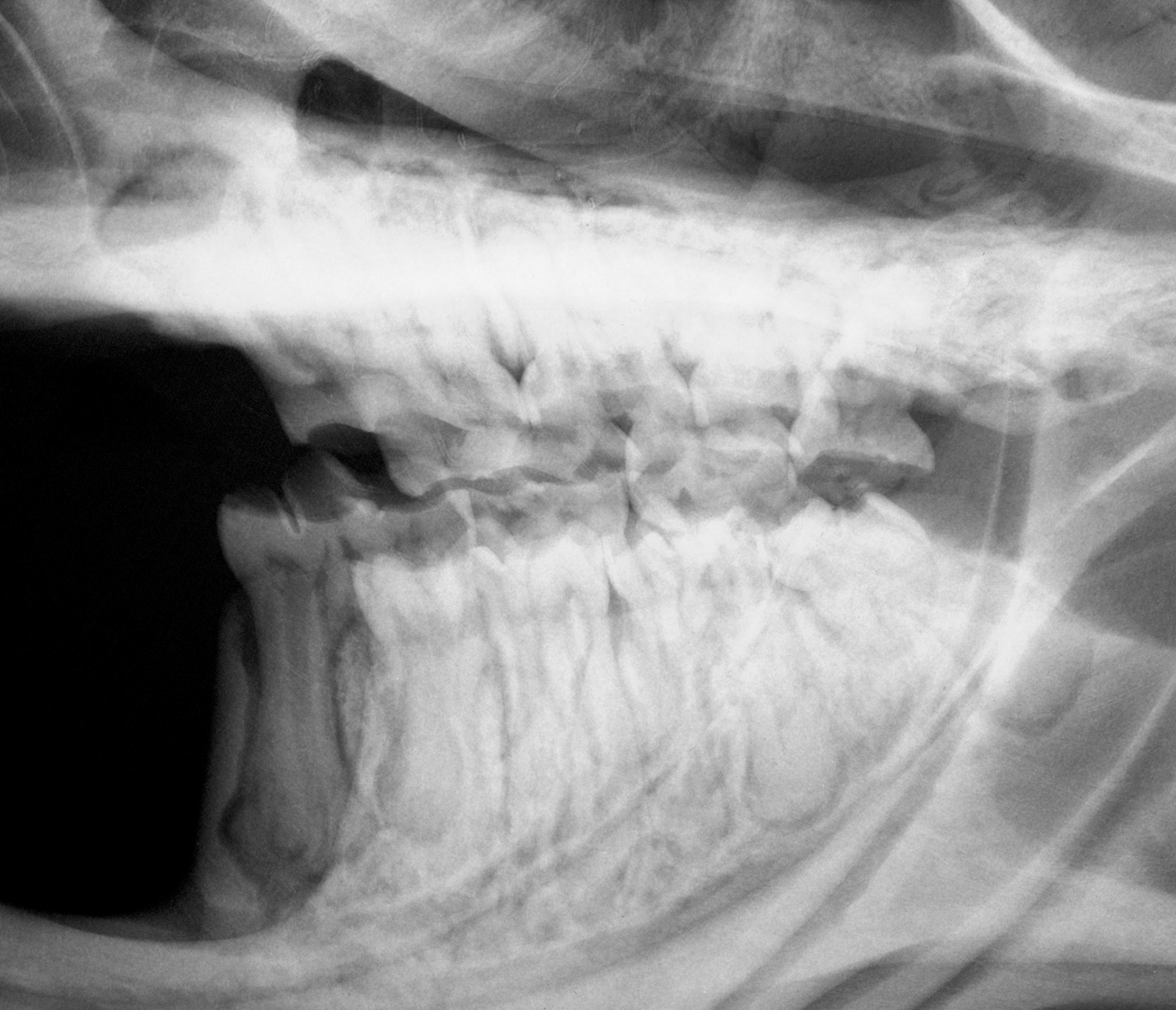 Rat teeth