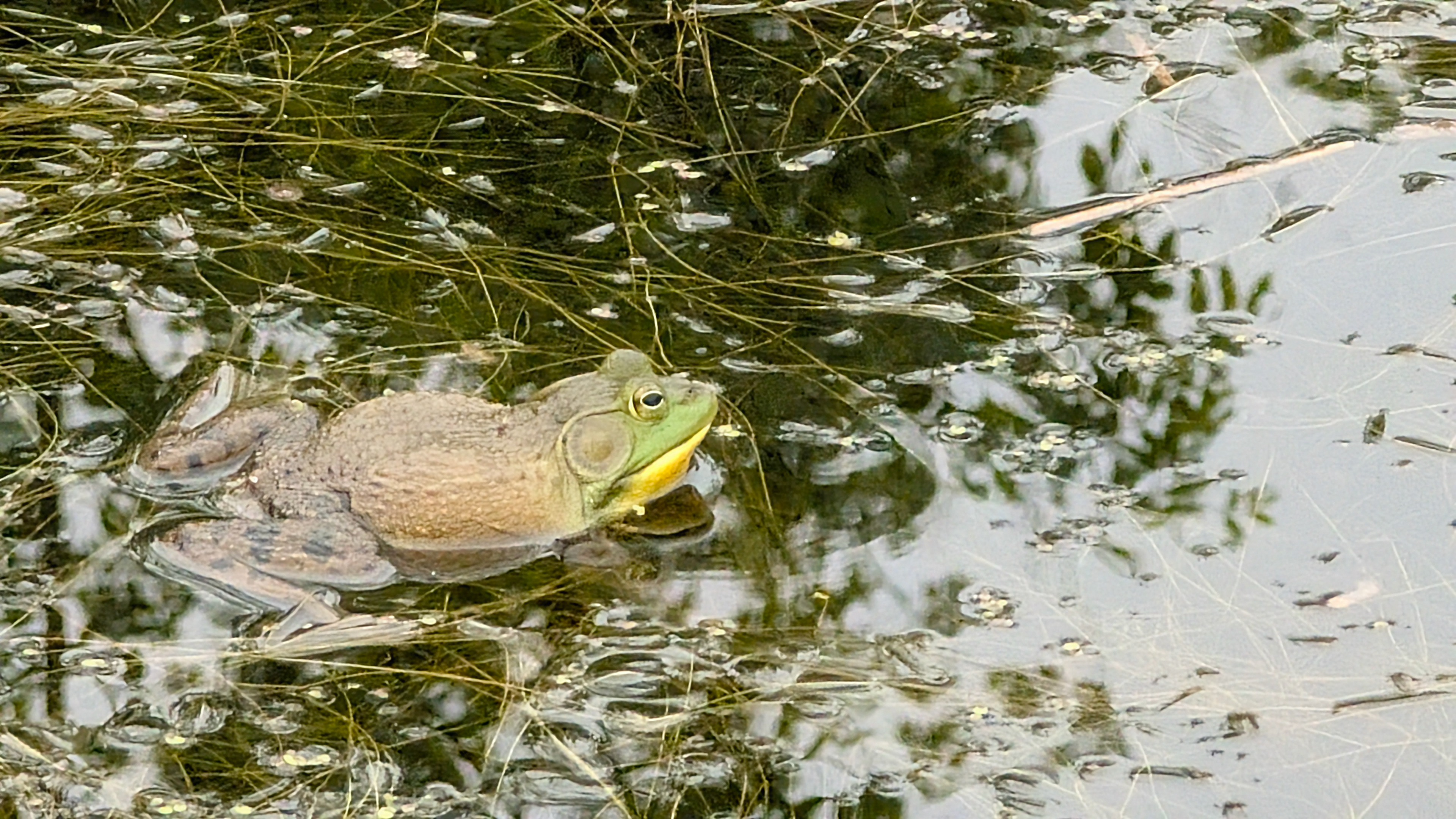 Wye Marsh, Midland, ON