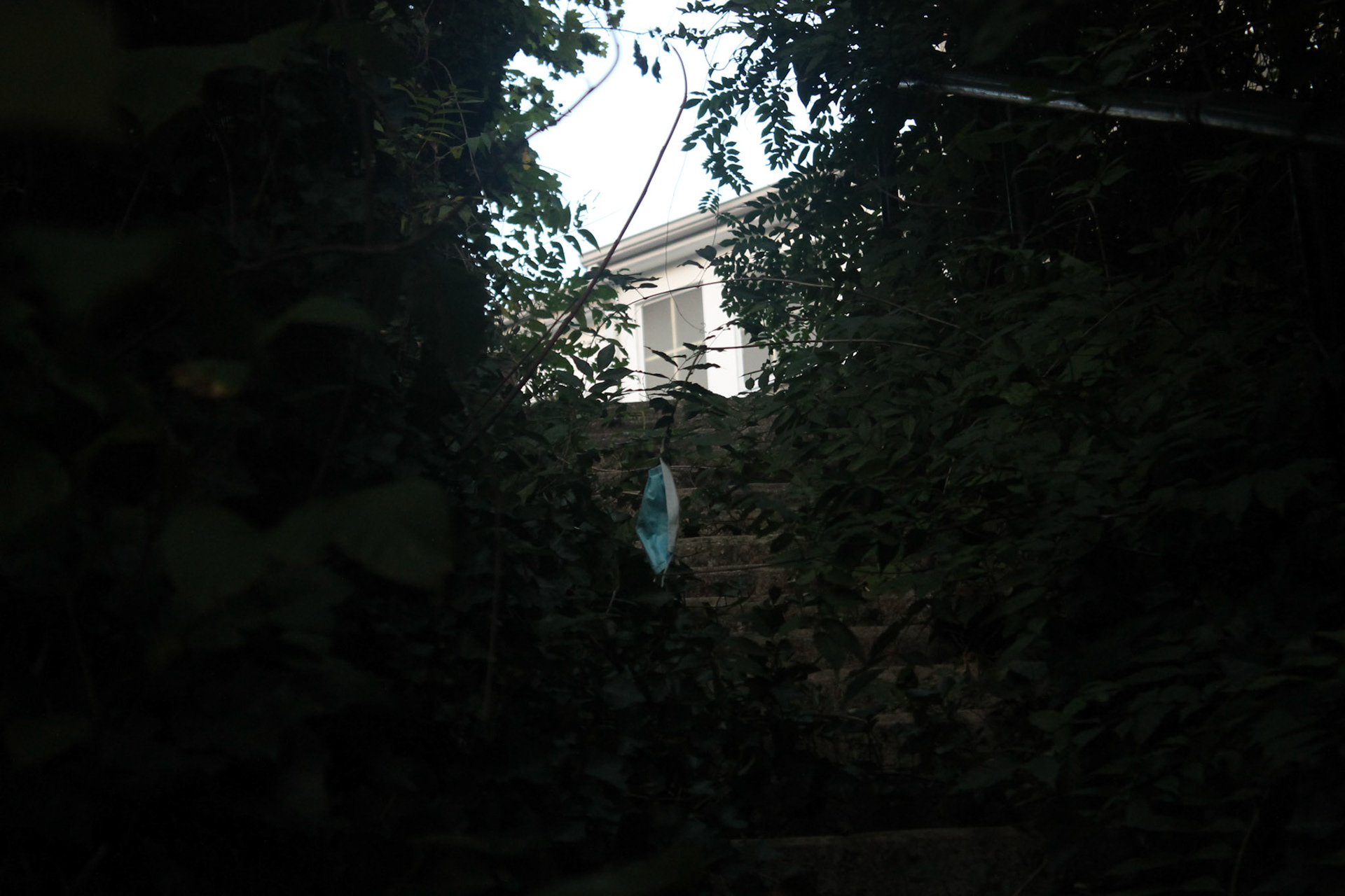An abandoned mansion seen through overgrown trees and grass in Reservoir Hill, Baltimore; Wednesday, September 22, 2022.